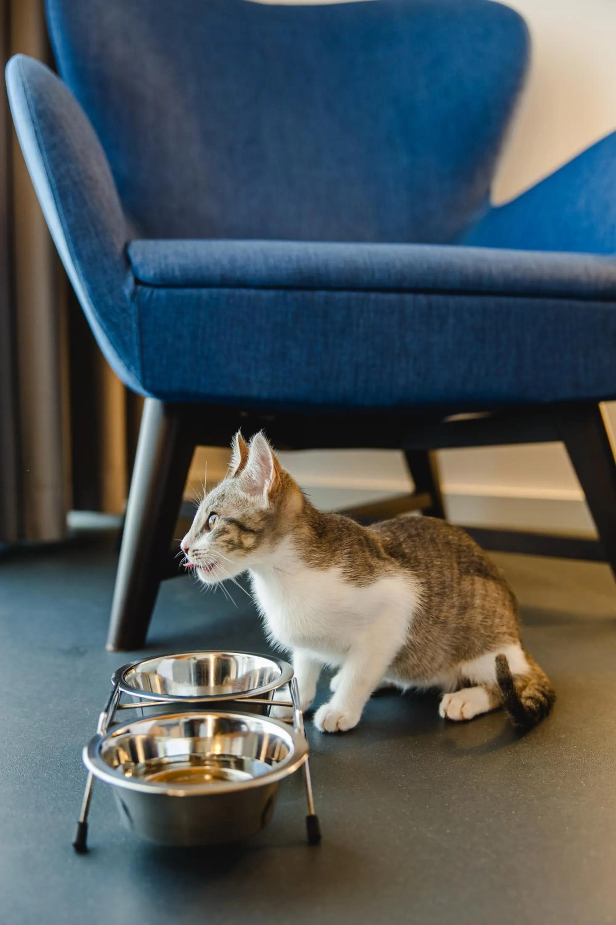 Animals in Canadiano Urban Nature Hotel