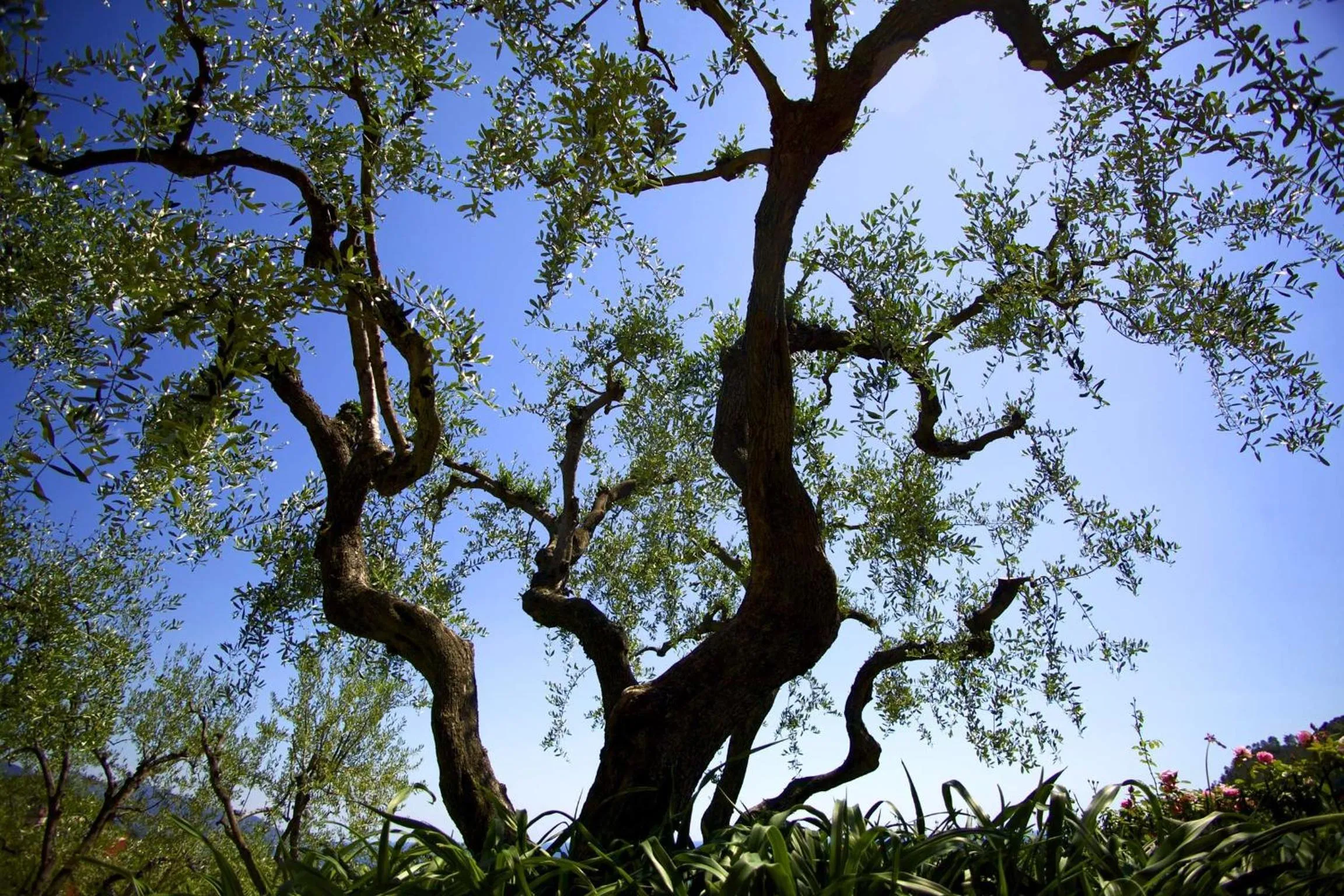 Garden view in B&B Il Parco
