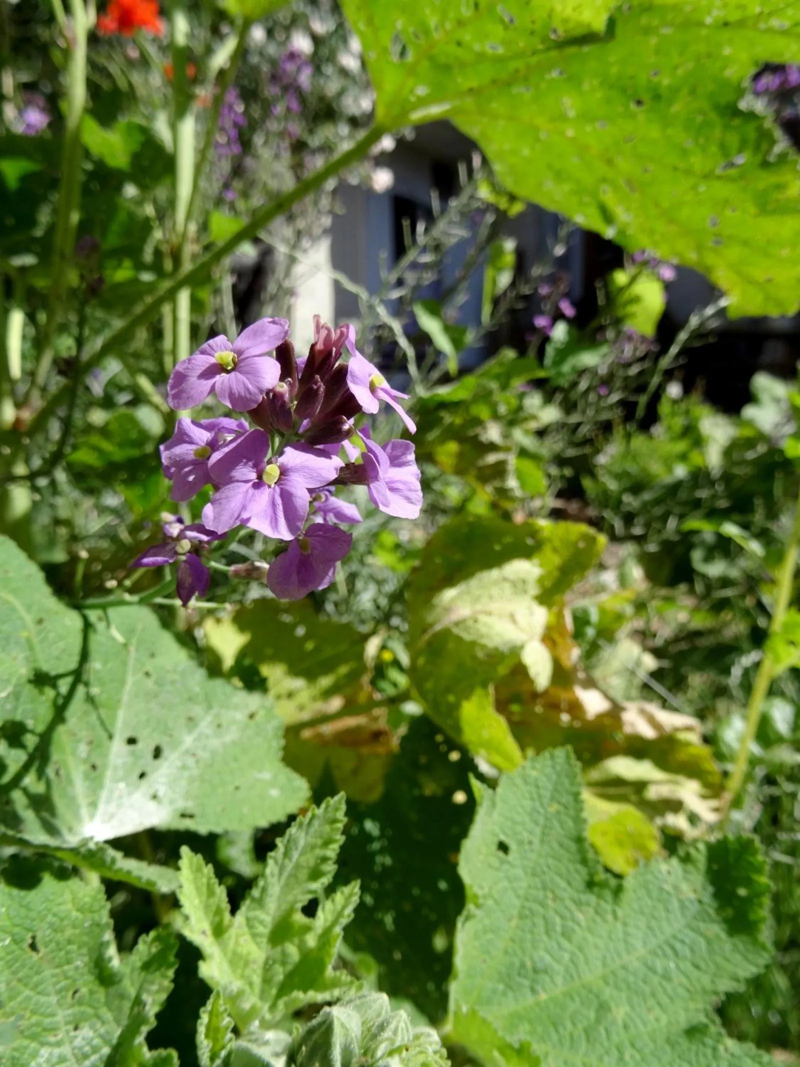 Patio in L'escalier des rêves