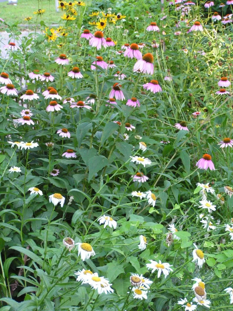 Garden in Carleton House Bed and Breakfast