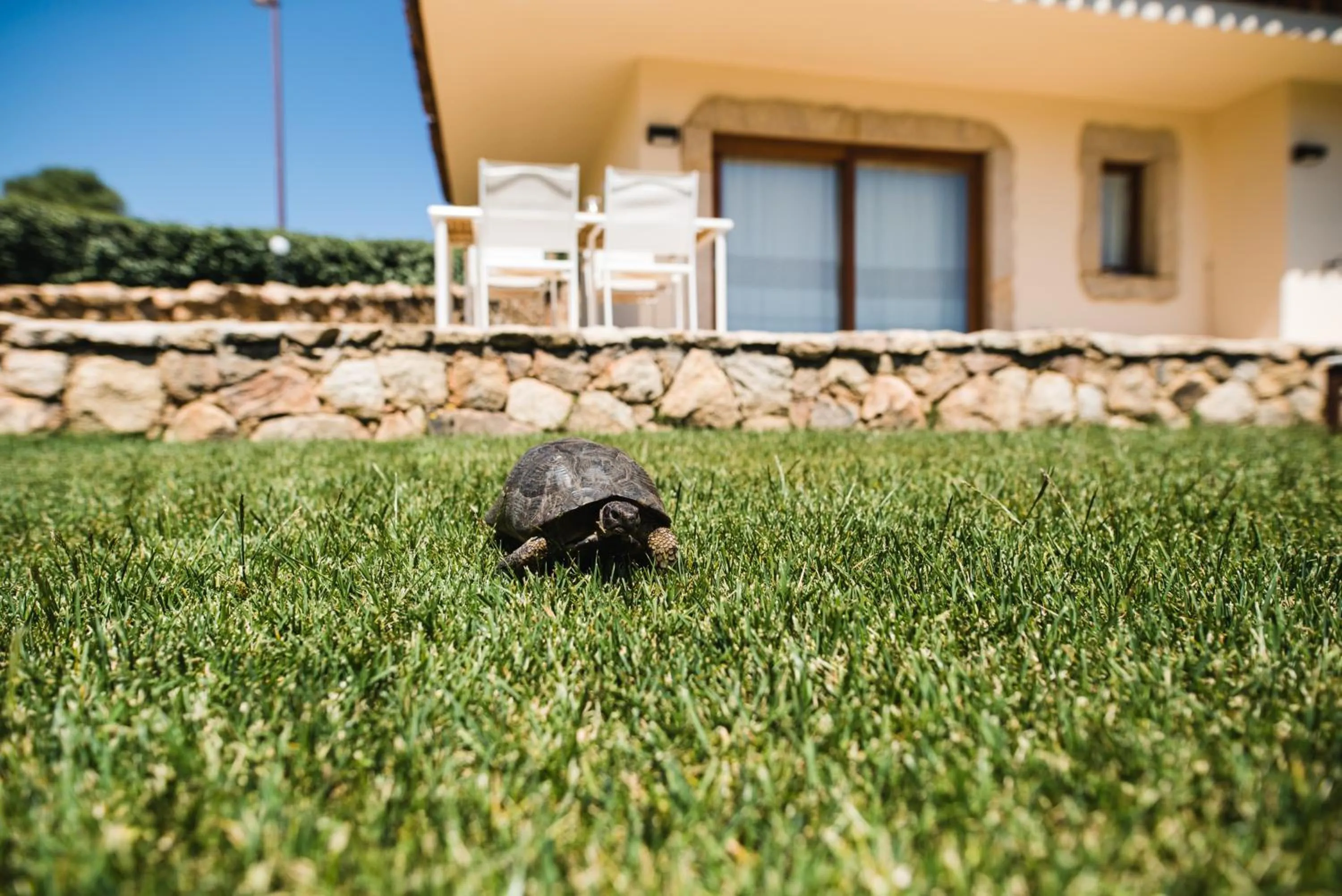 Pets in Le Ville Le Saline