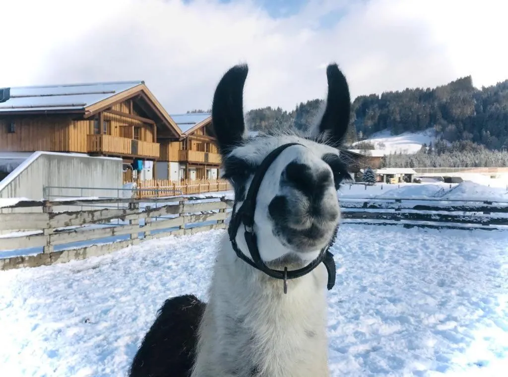 Sieglhub Chalets - Appartements - Hotel