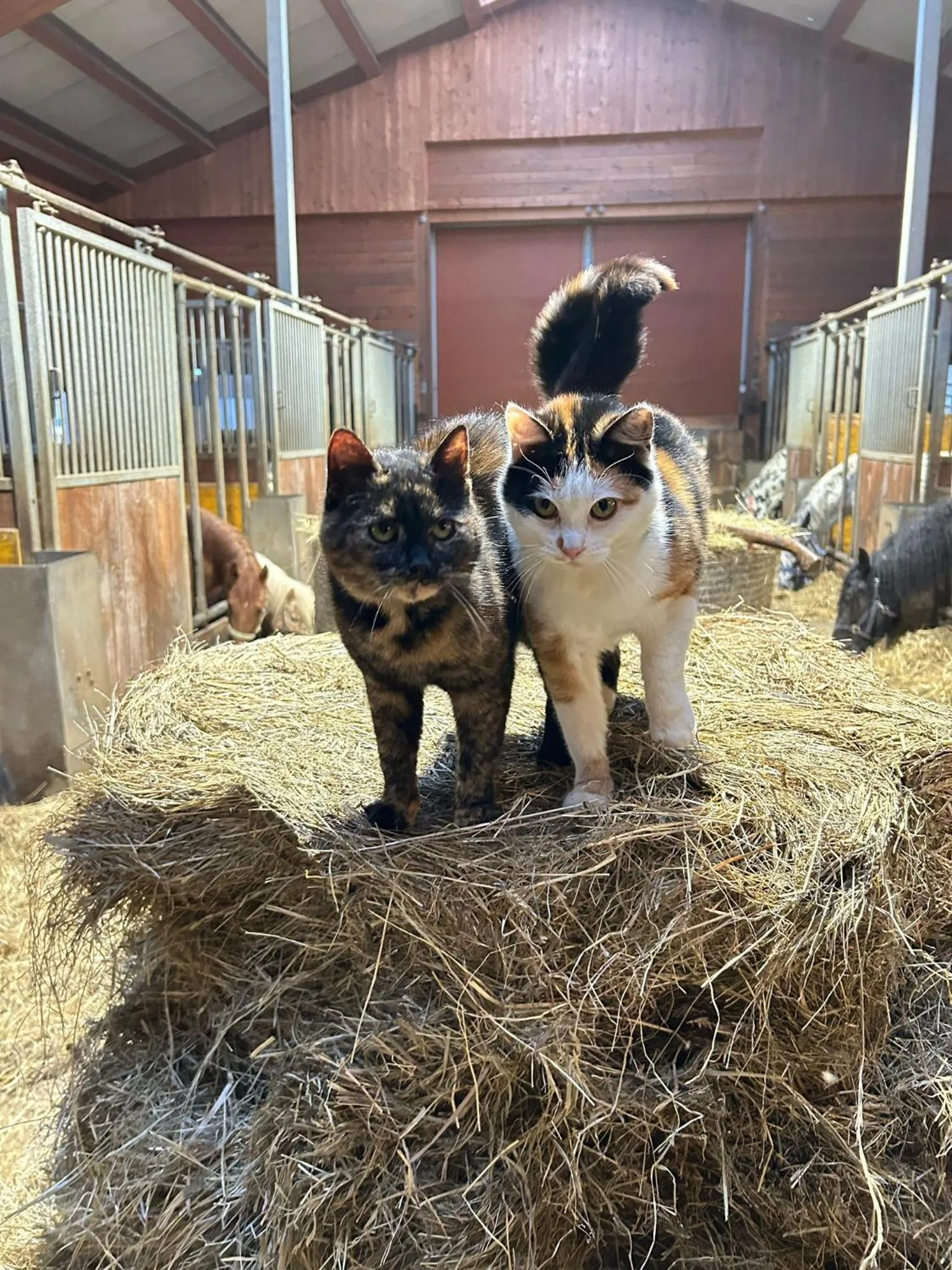 Animals in Sieglhub Chalets - Appartements - Hotel