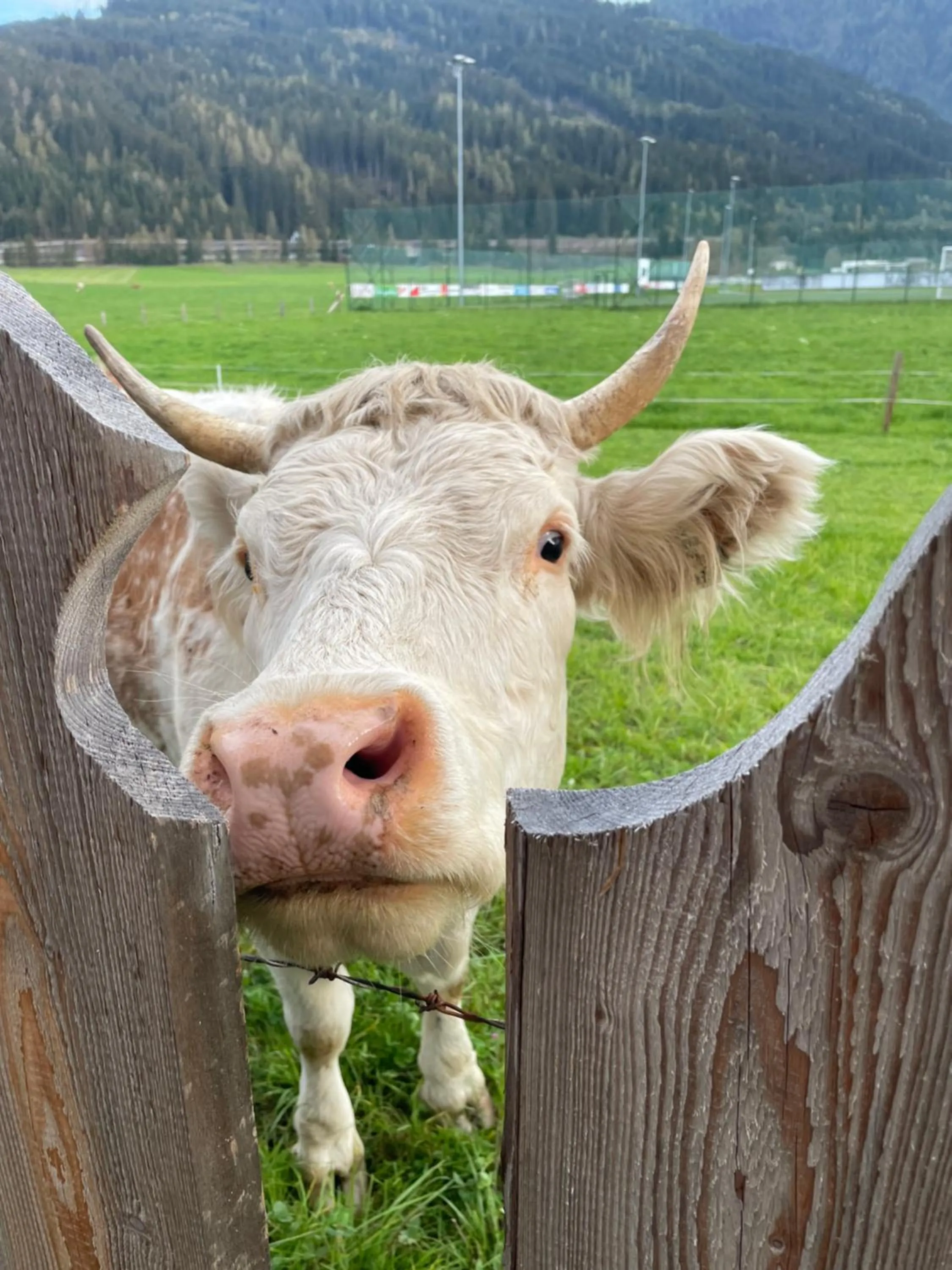 Animals in Sieglhub Chalets - Appartements - Hotel