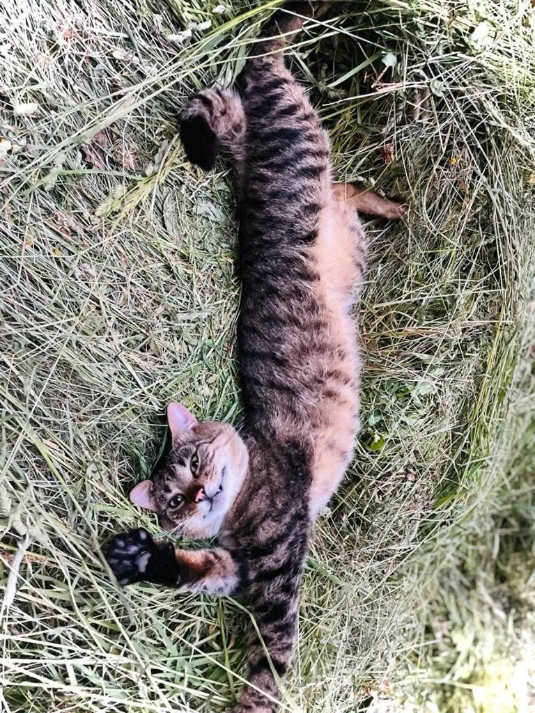 Animals in Sieglhub Chalets - Appartements - Hotel