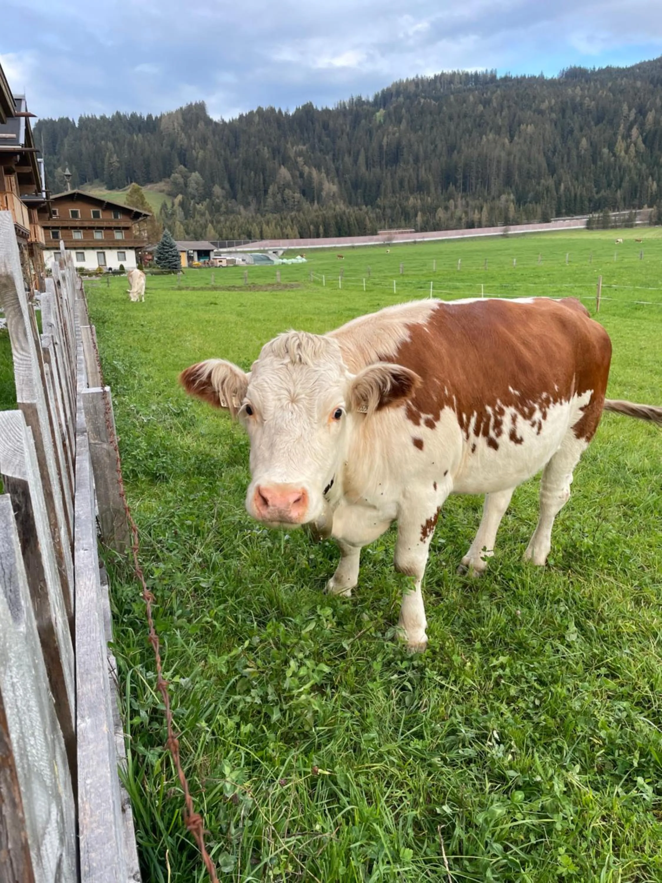 Animals in Sieglhub Chalets - Appartements - Hotel