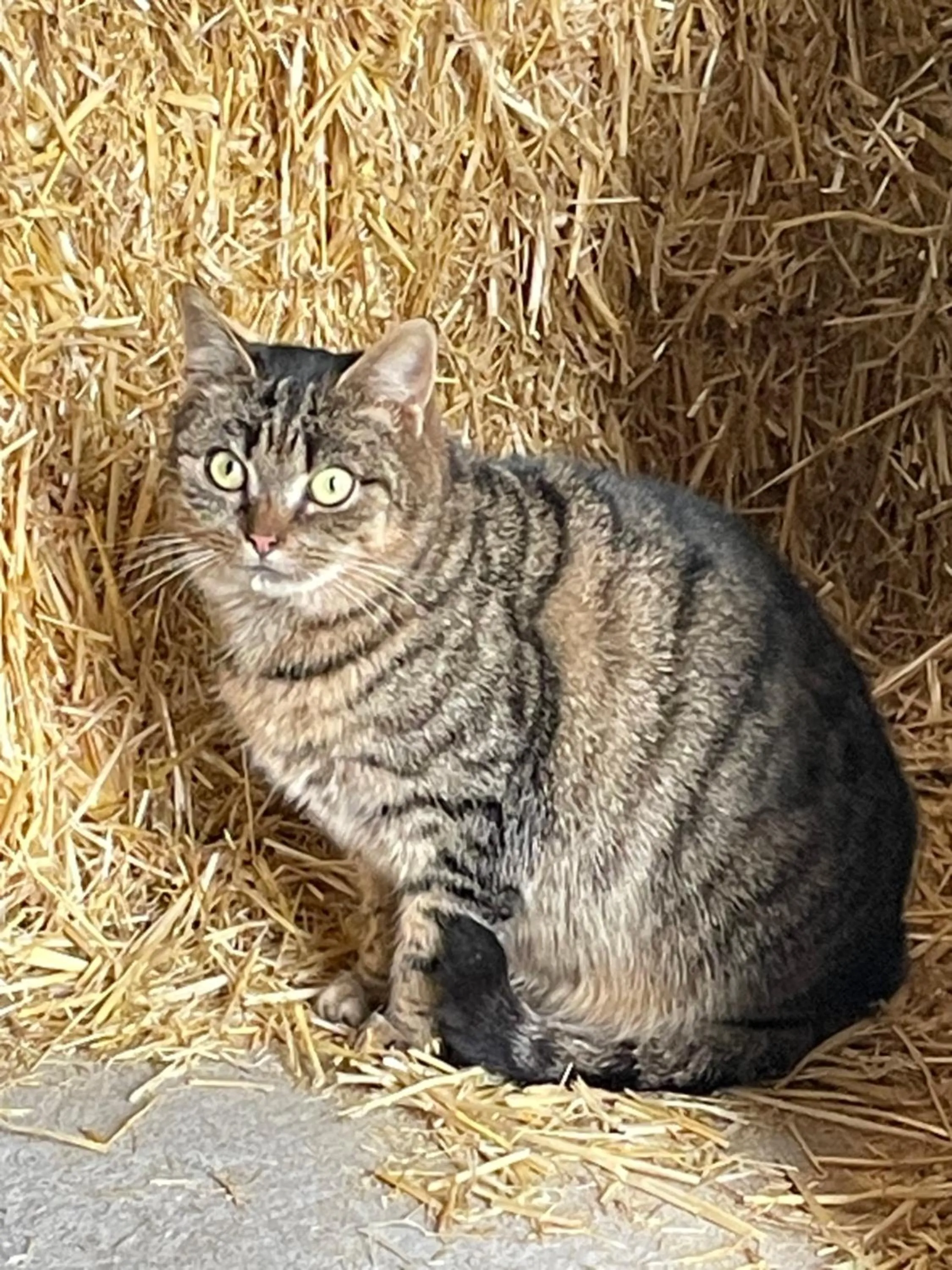 Animals in Sieglhub Chalets - Appartements - Hotel