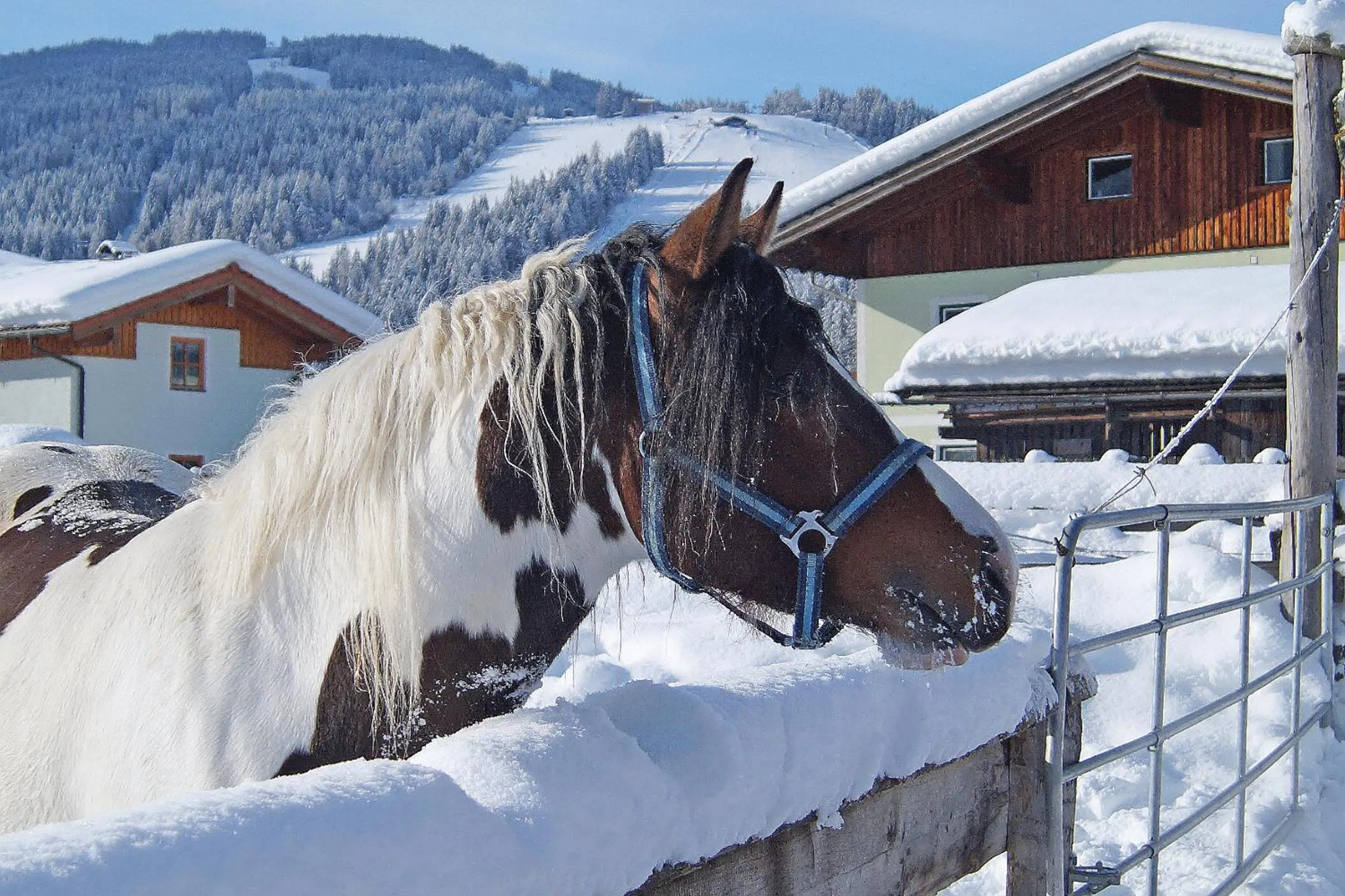 Animals in Sieglhub Chalets - Appartements - Hotel