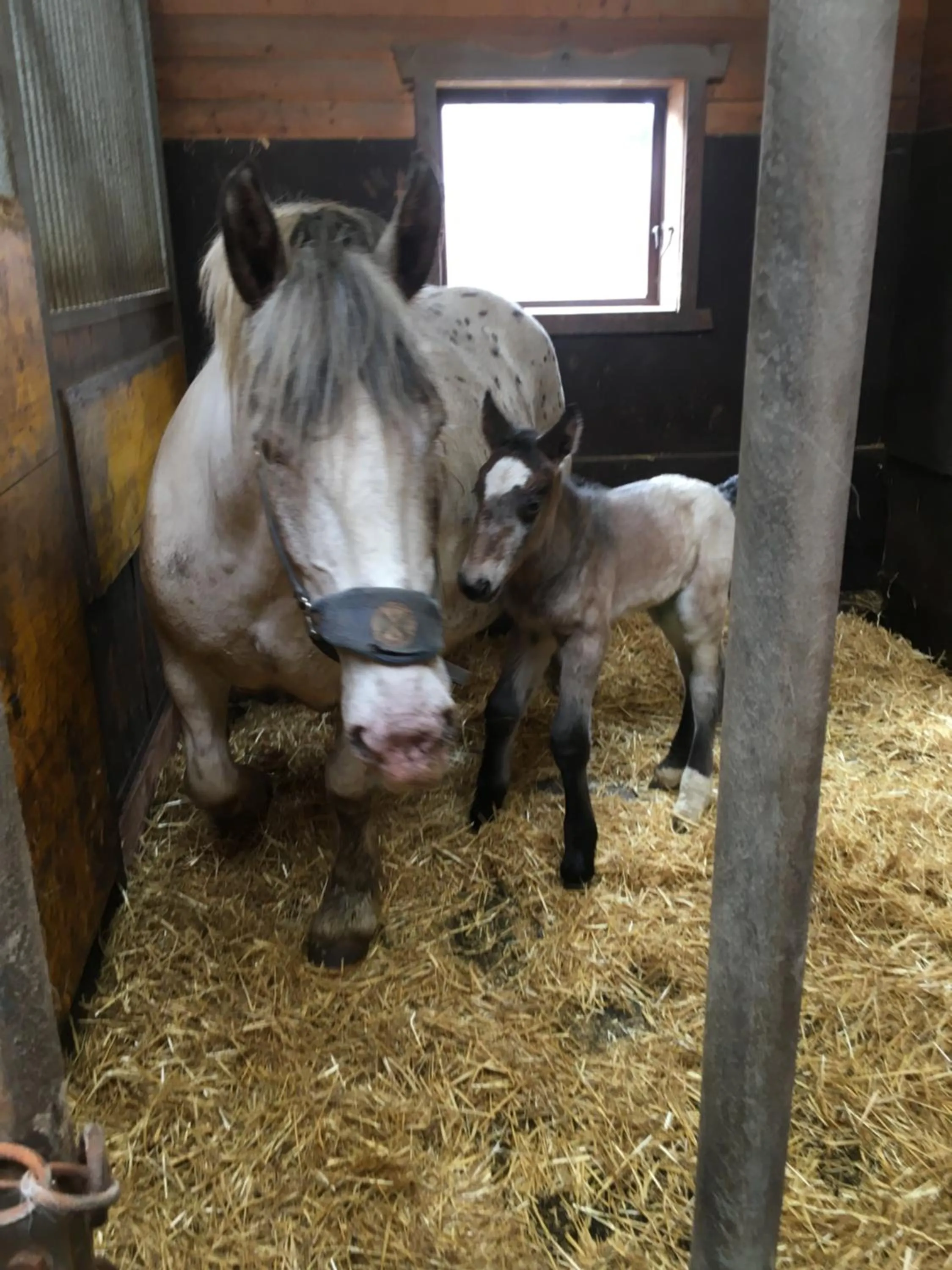 Animals in Sieglhub Chalets - Appartements - Hotel