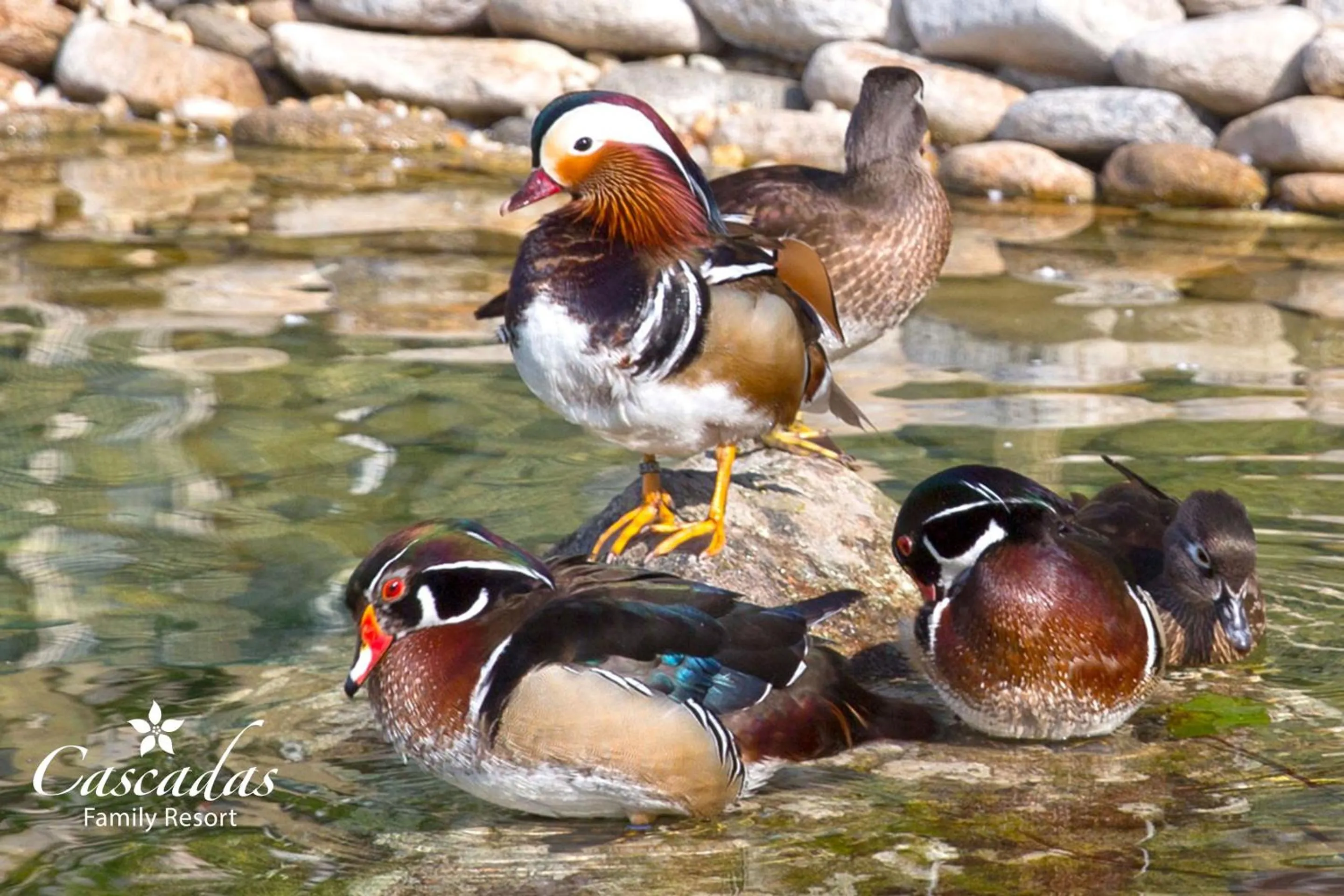 Garden in Cascadas Family Resort