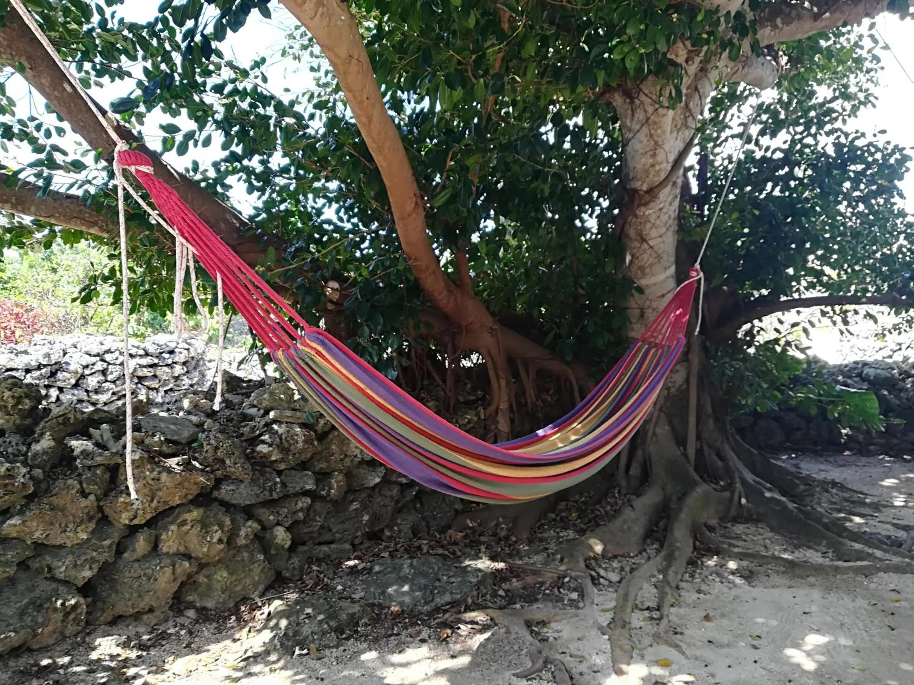 Garden in Taketomijima Guesthouse and je Taime