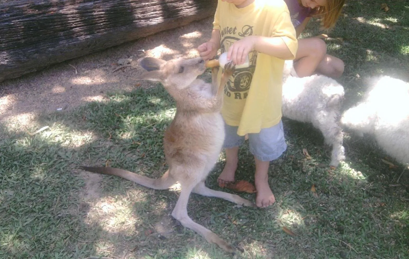 Animals in Daintree Wild Bed & Breakfast
