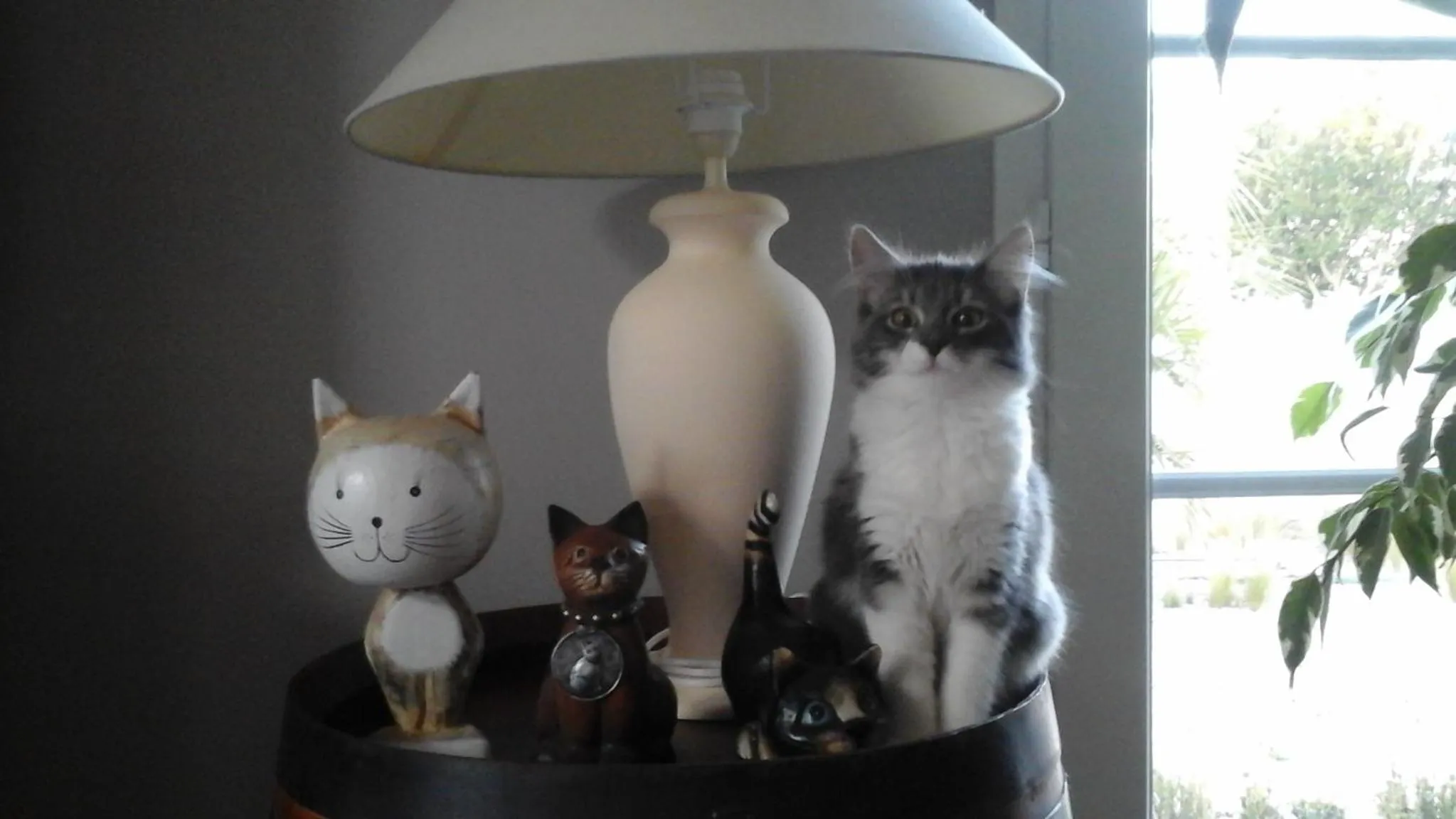 Animals in Le Temps d'une Pause