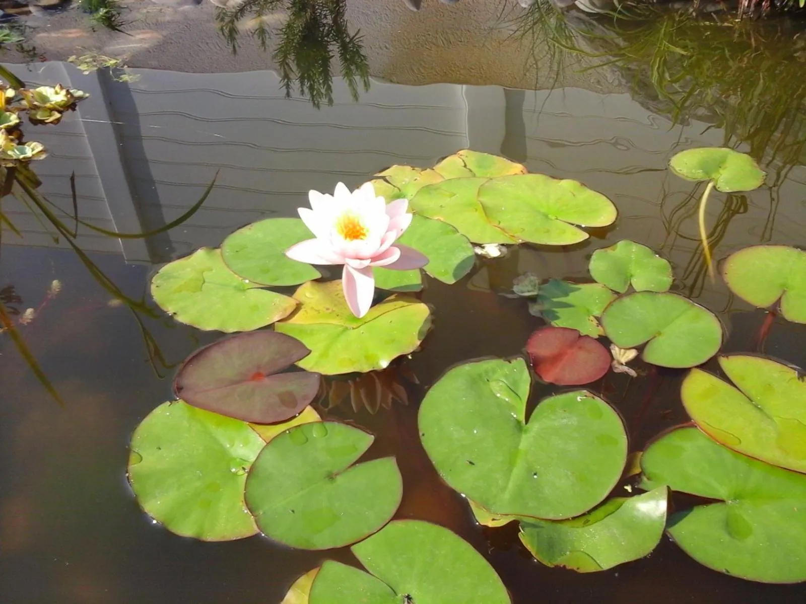 Garden view in Le Temps d'une Pause