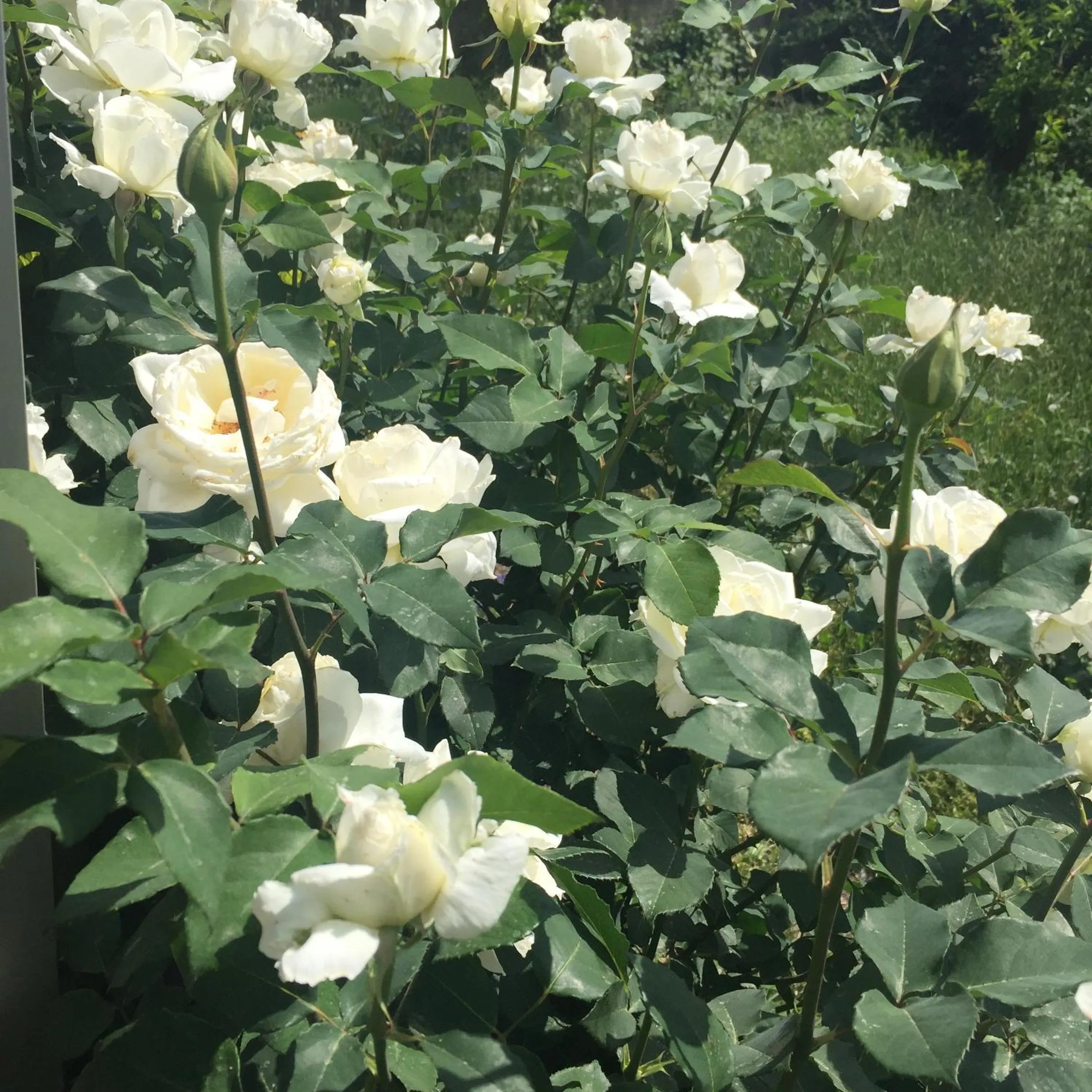 Balcony/Terrace in Nikos Ikies