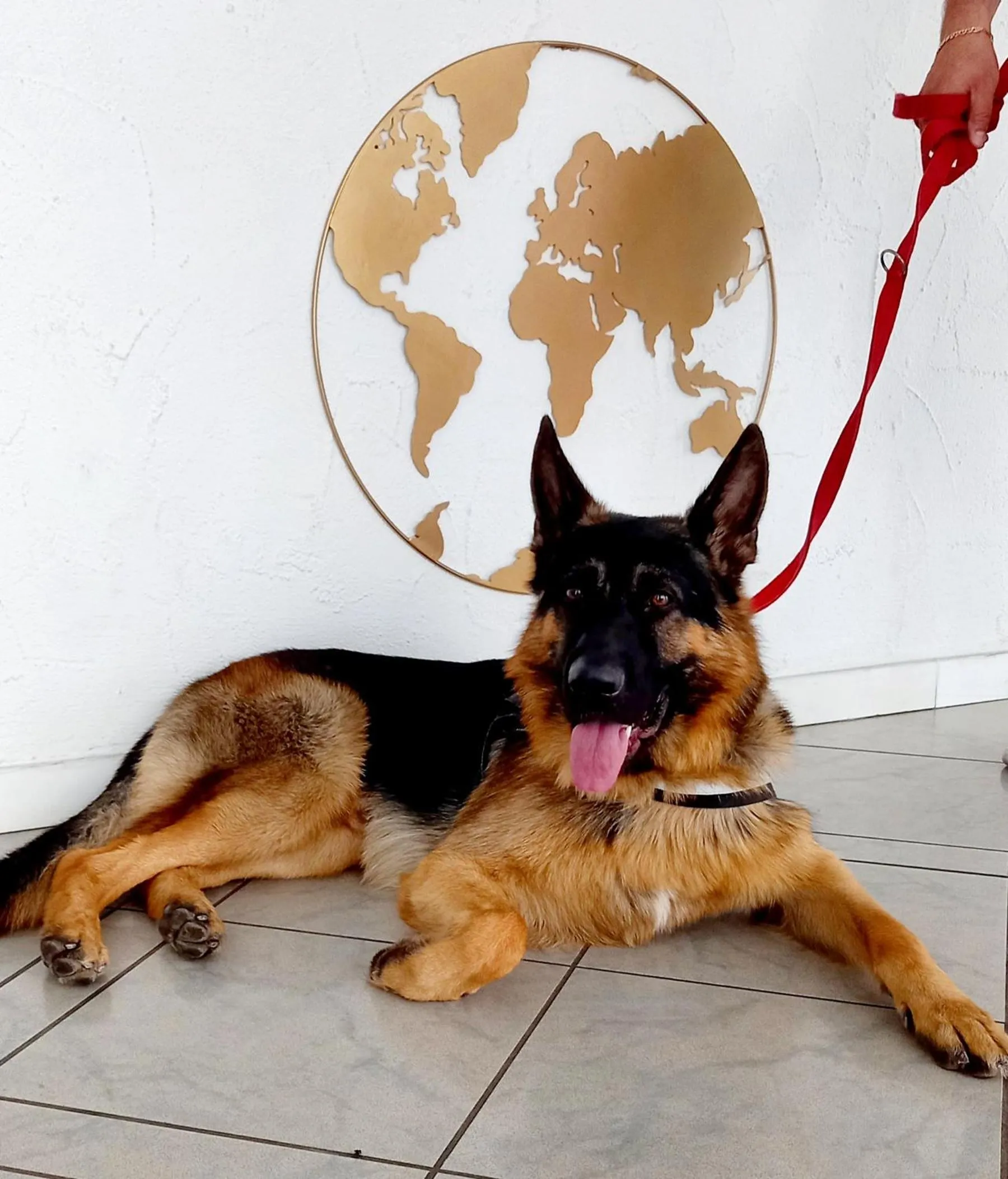 Animals in Hotel Brotas