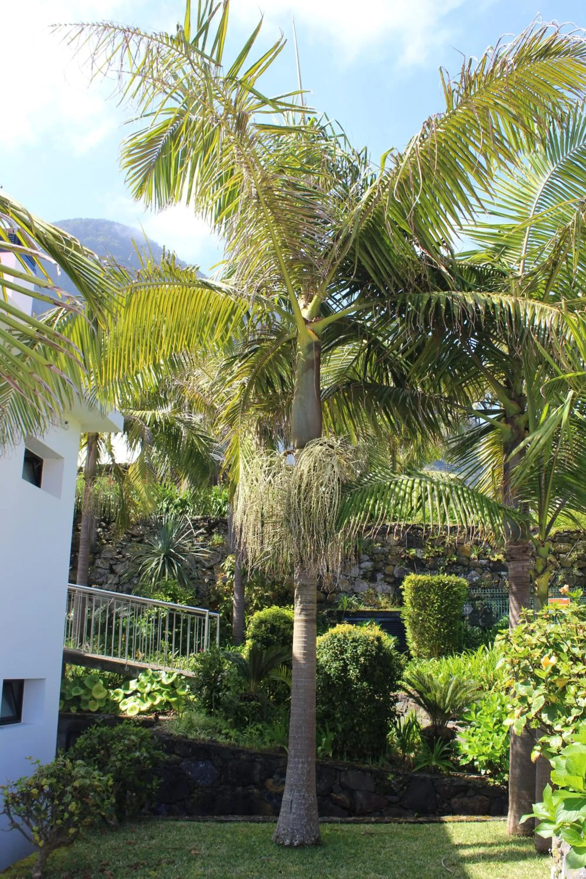 Garden in Casa da Capelinha
