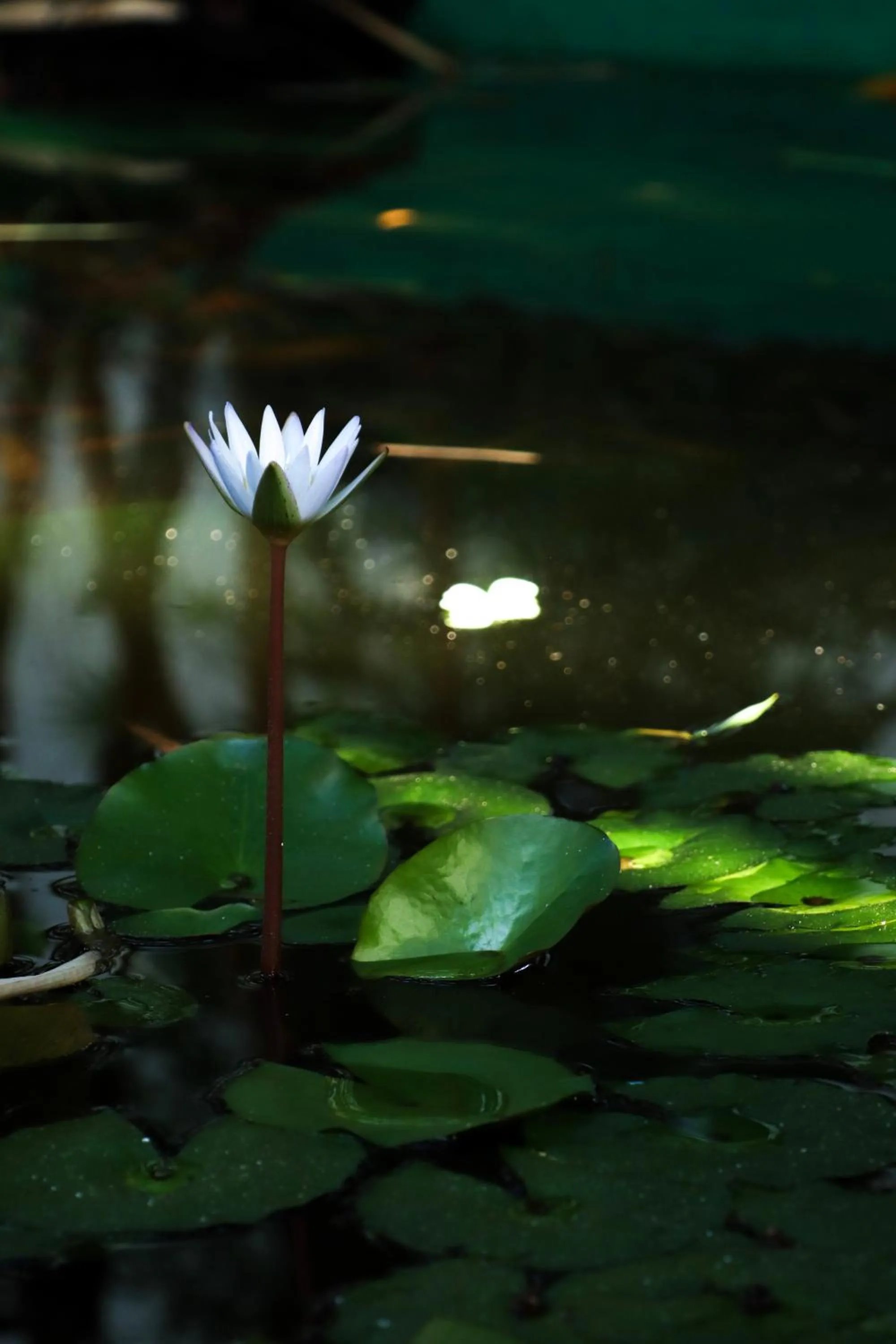 Garden in Quinta da Bela Vista