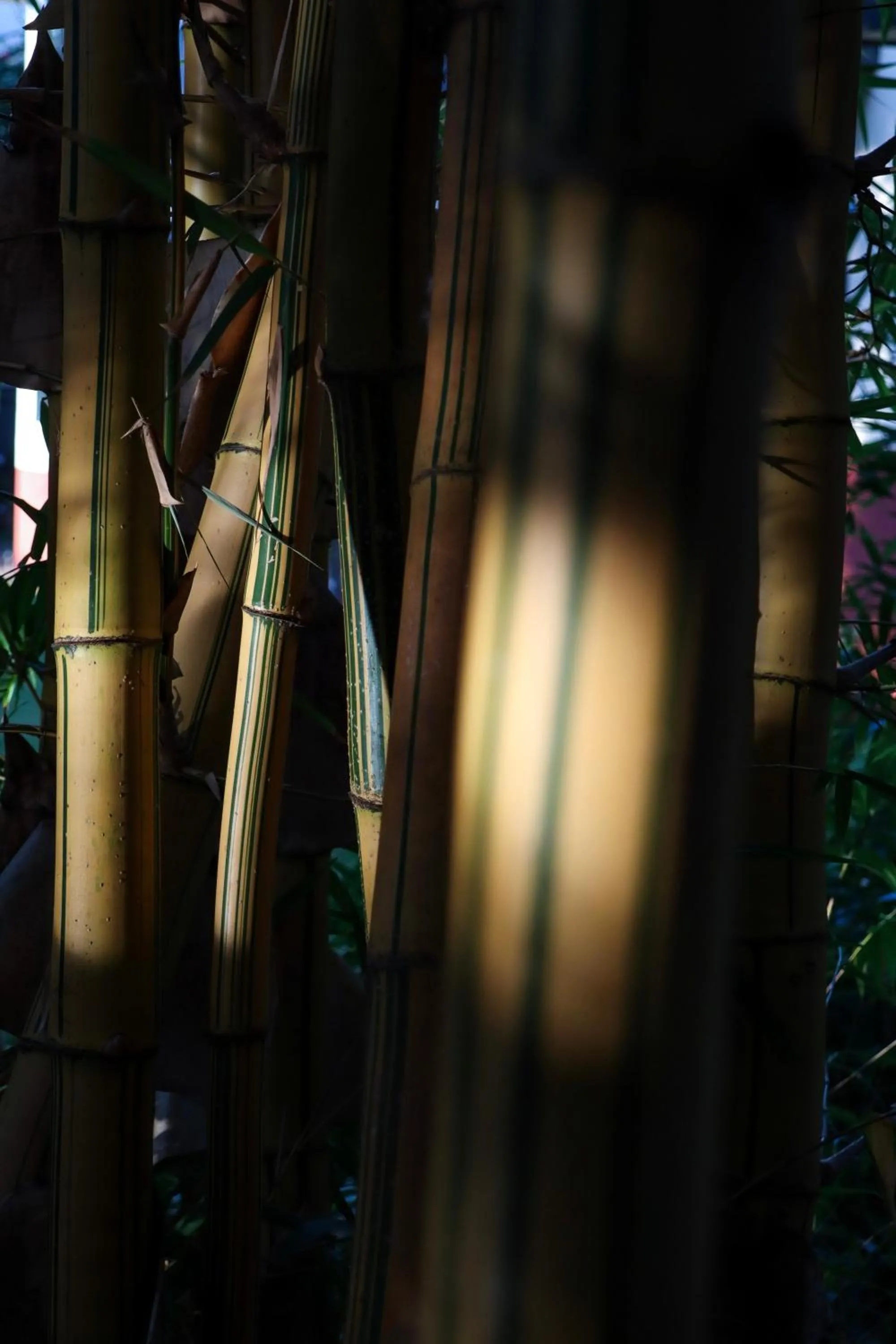 Garden in Quinta da Bela Vista