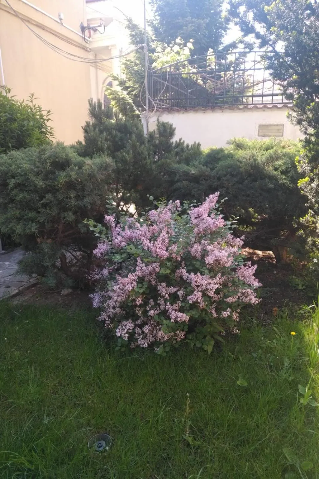 Garden in Prince Residence Apartments