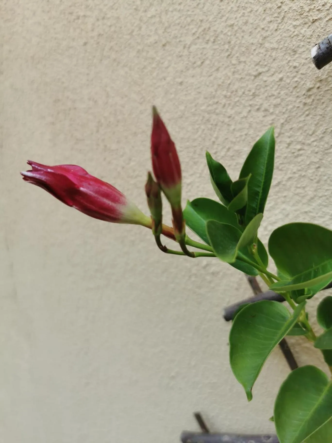 Property building in Prince Residence Apartments