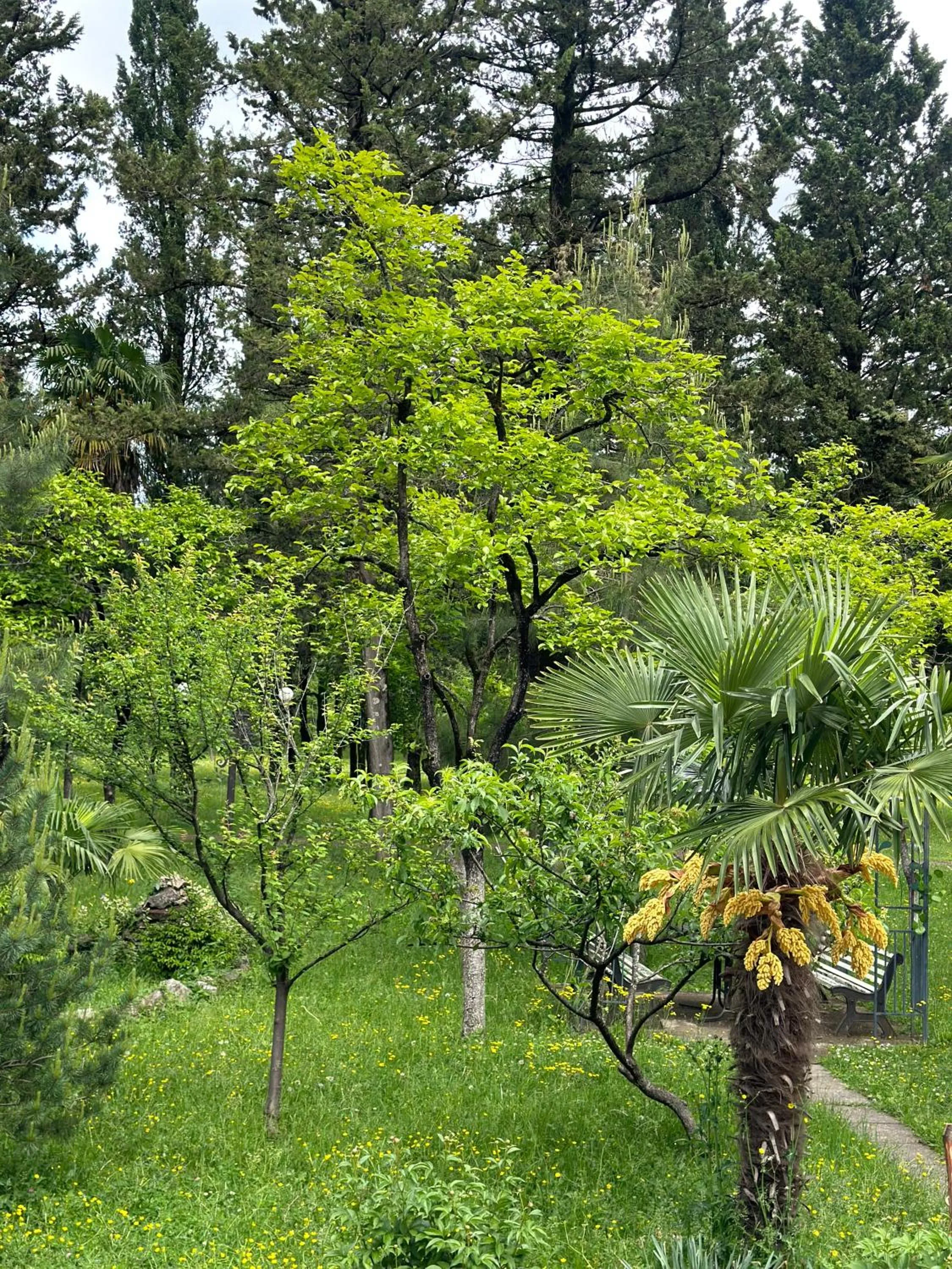 Garden in Park Hotel Imeri kutaisi