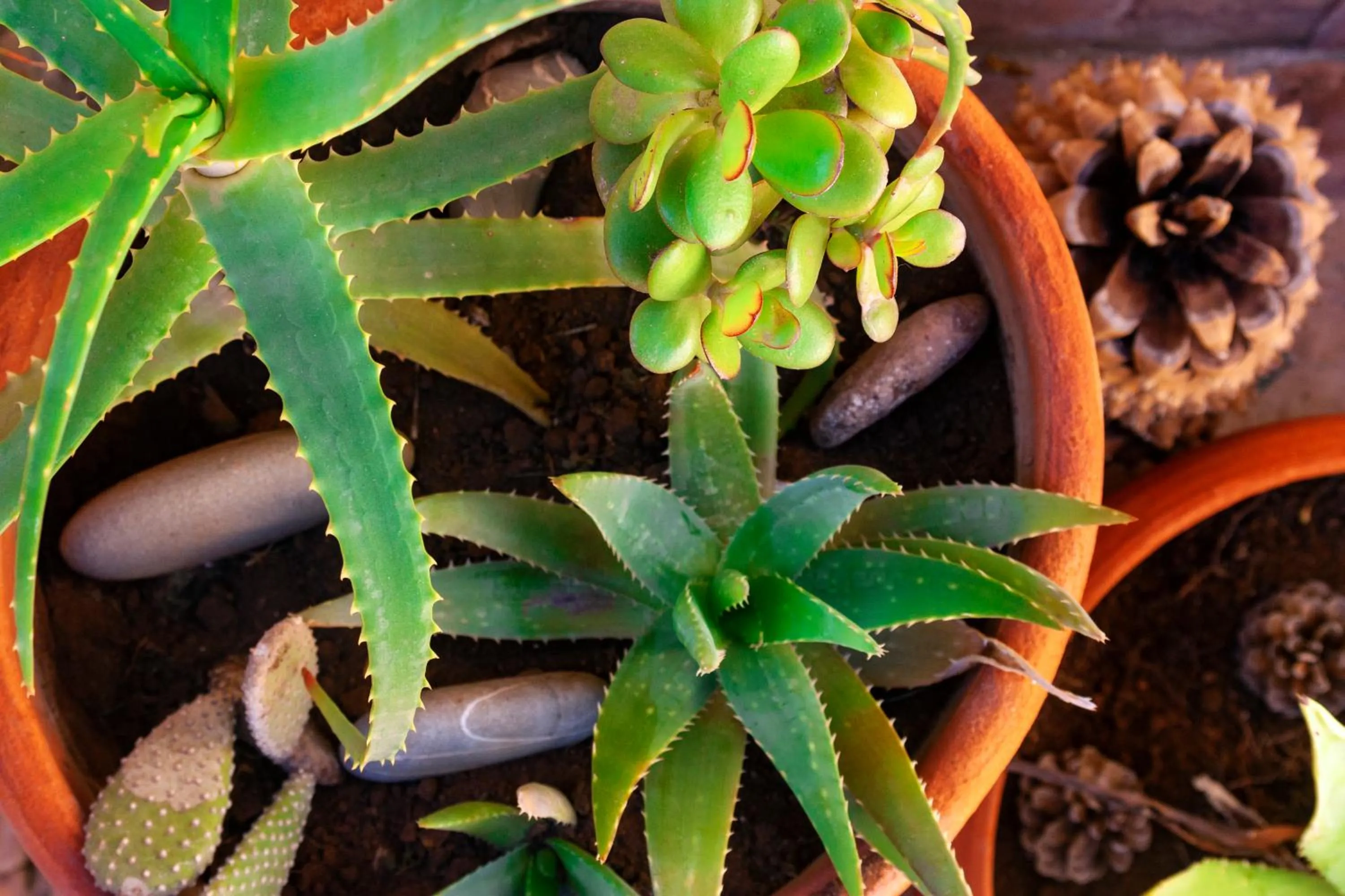 Balcony/Terrace in Dar El Bali
