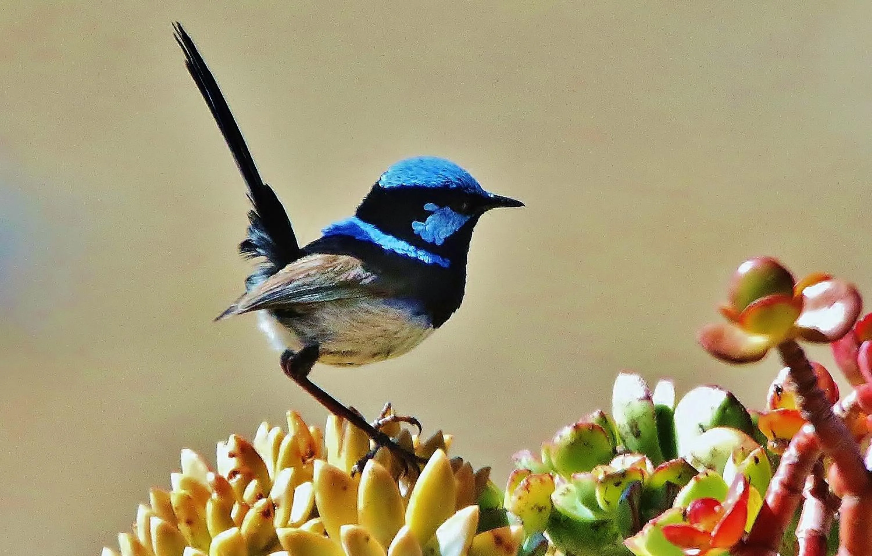 Animals in Mercure Kangaroo Island Lodge