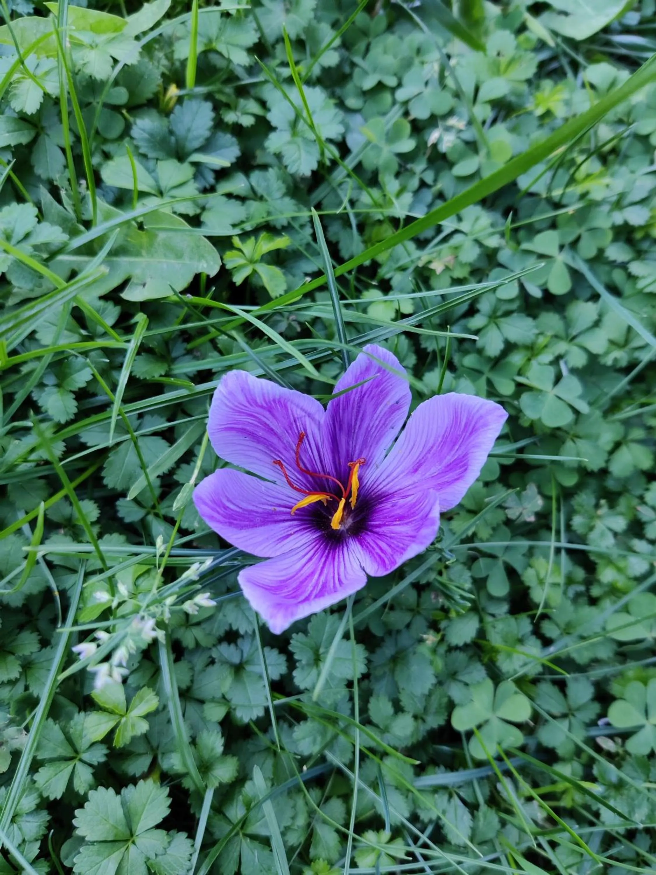 Garden in Relais del Brigante