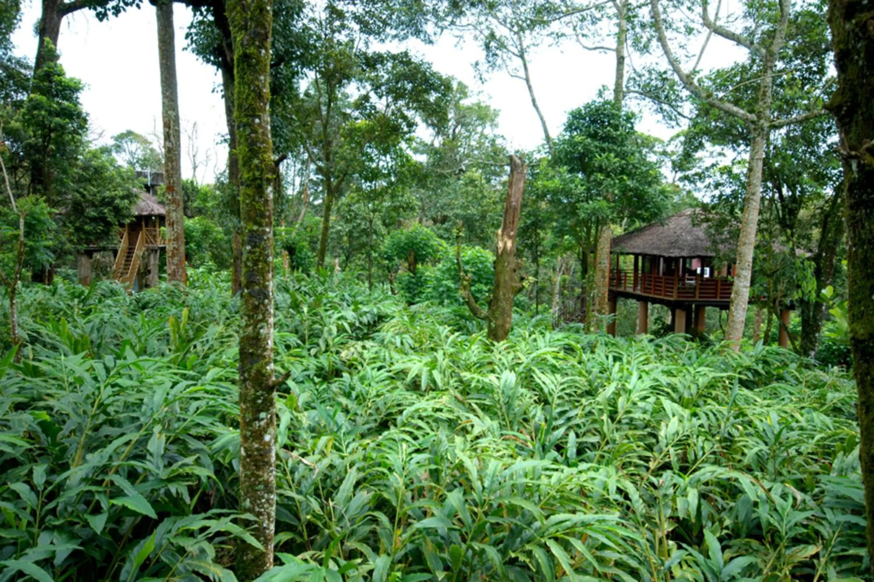 View (from property/room) in Carmelia Haven Resort Thekkady