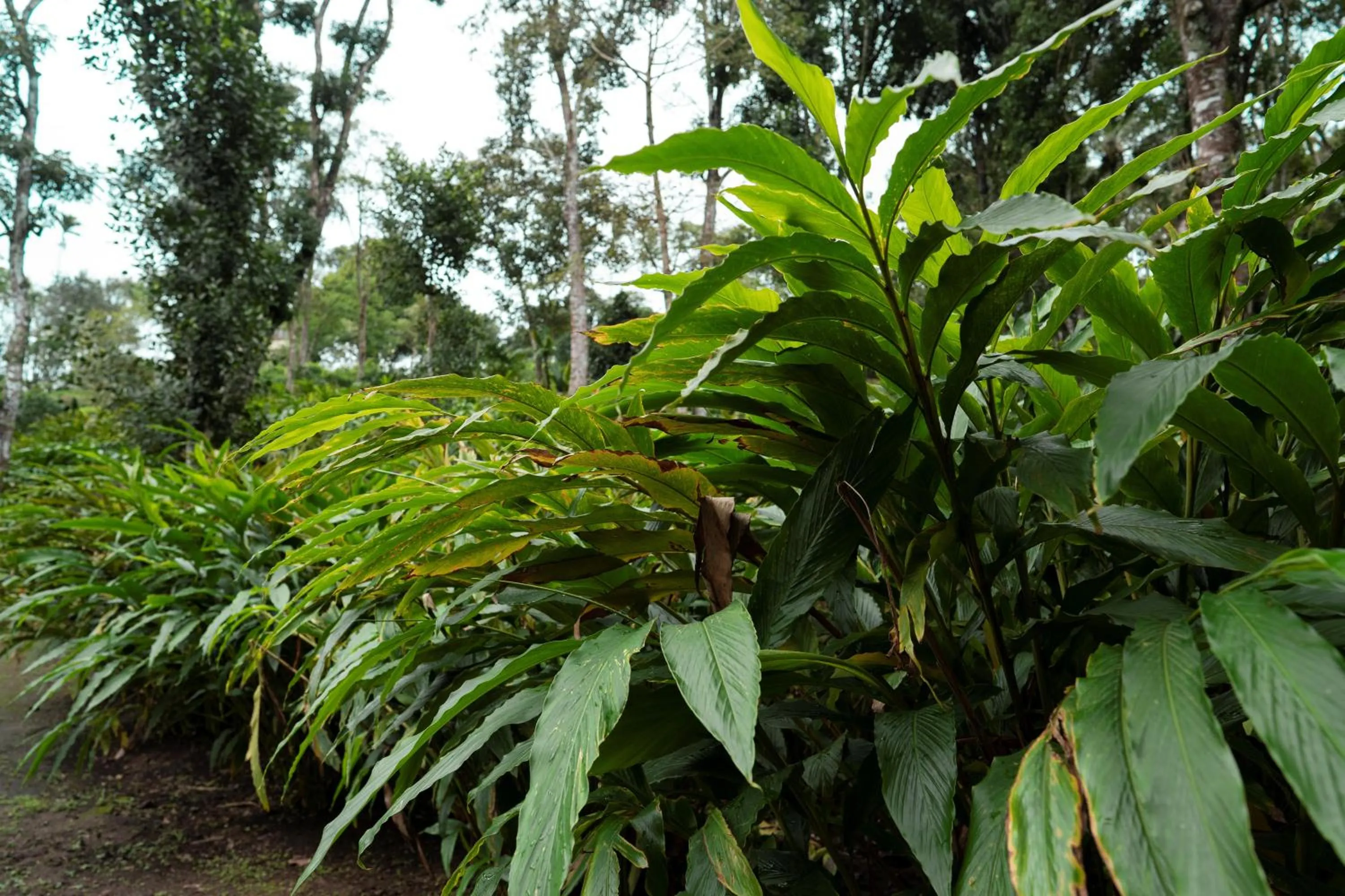Natural landscape in Carmelia Haven Resort Thekkady
