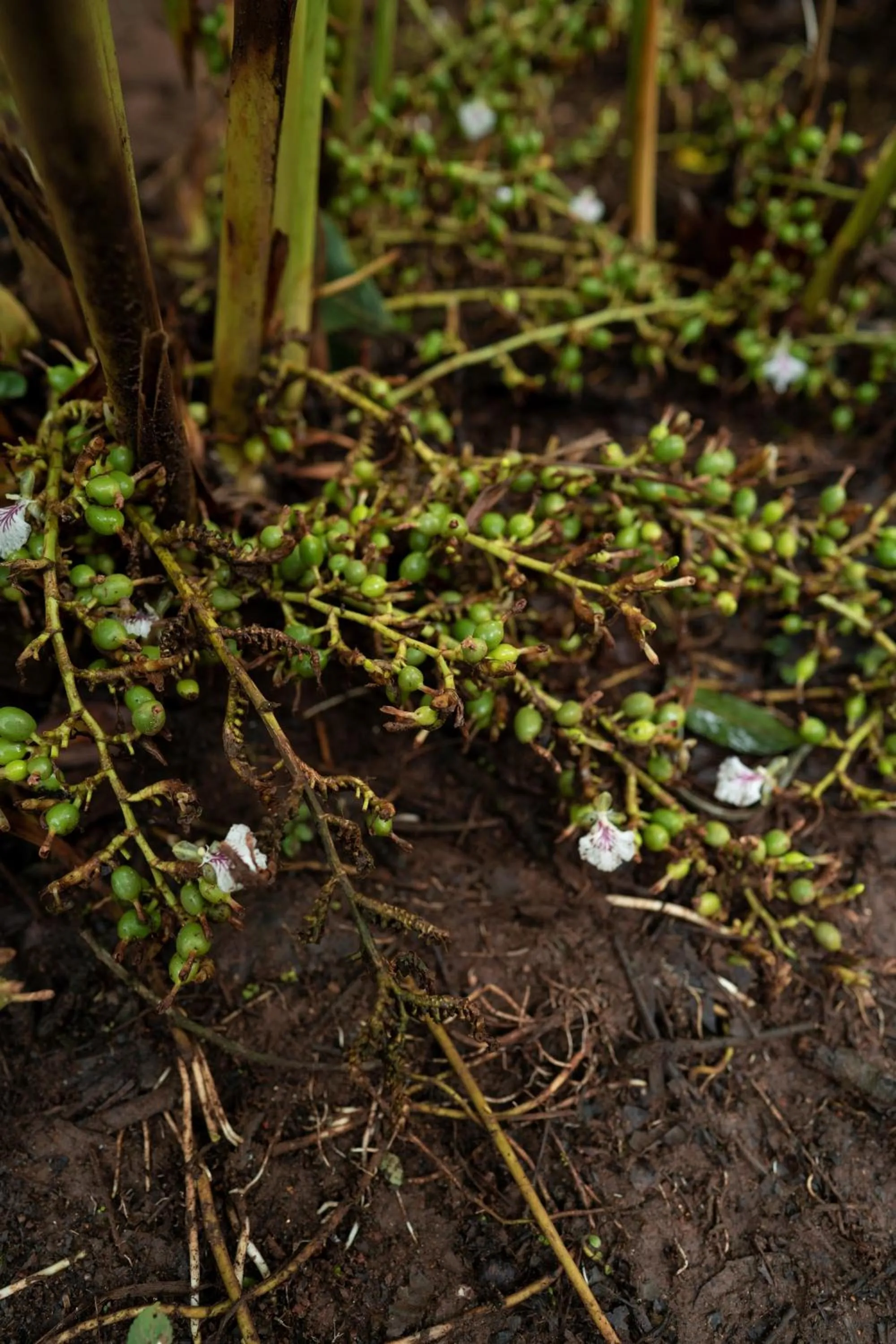 Garden in Carmelia Haven Resort Thekkady