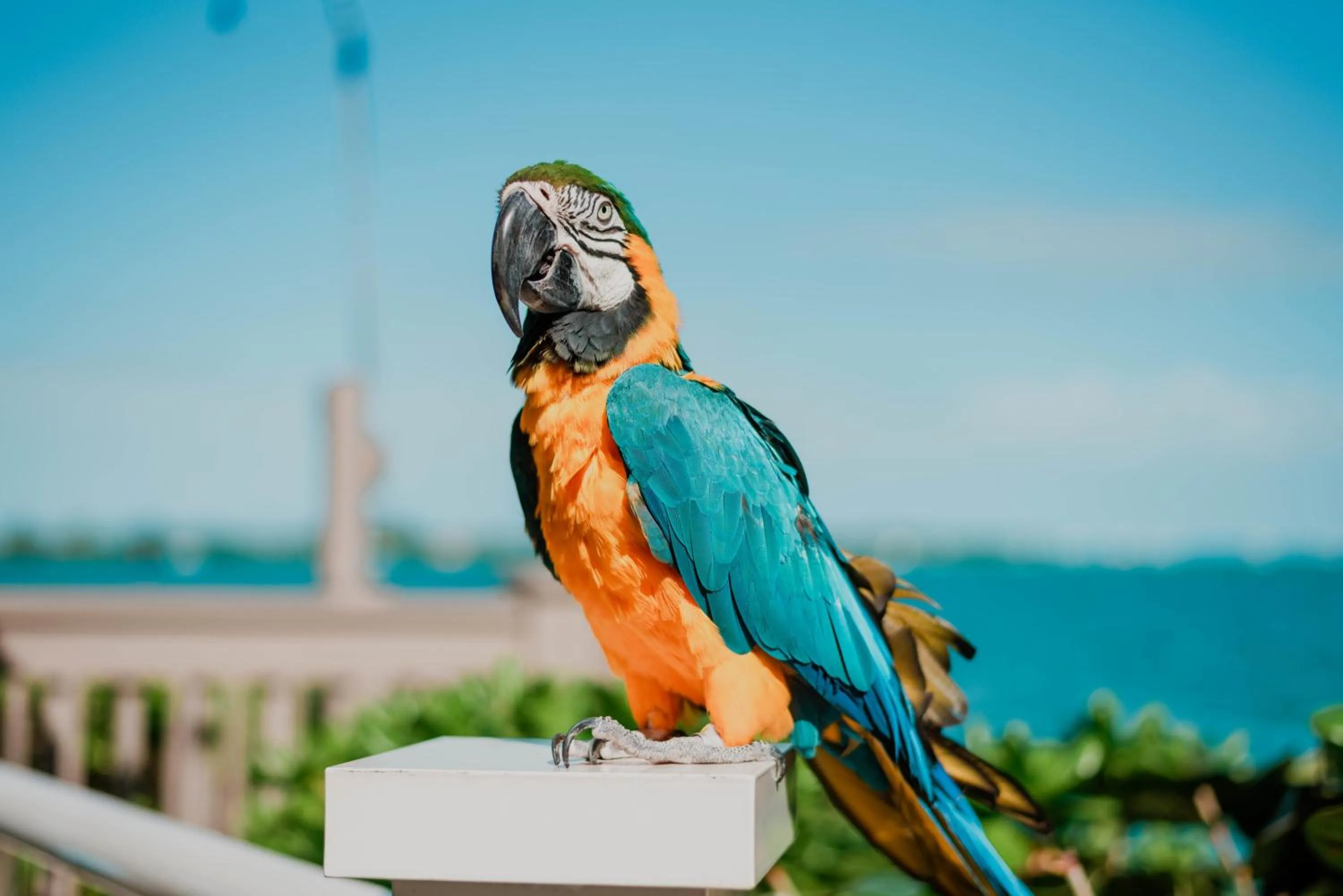 Animals in Hyatt Centric Key West Resort & Spa