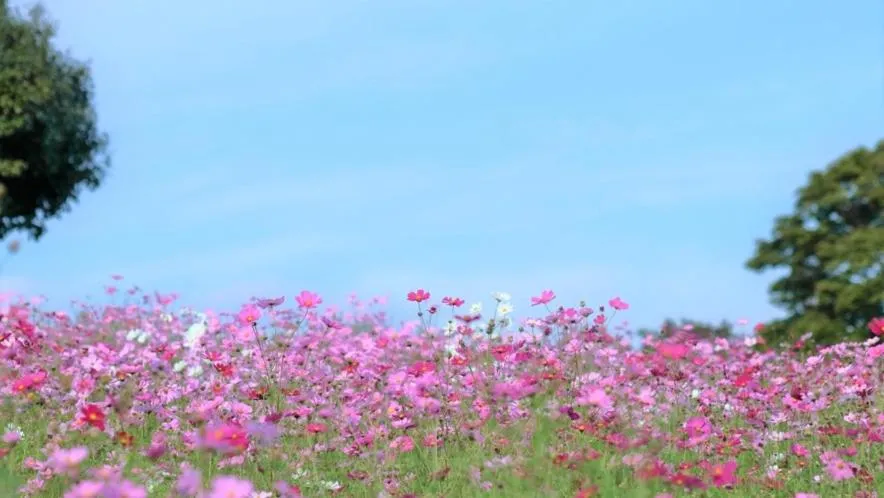 Yunoko Umi To Yuyake