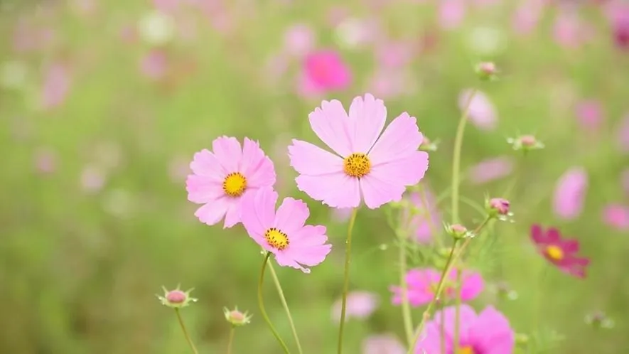 Yunoko Umi To Yuyake