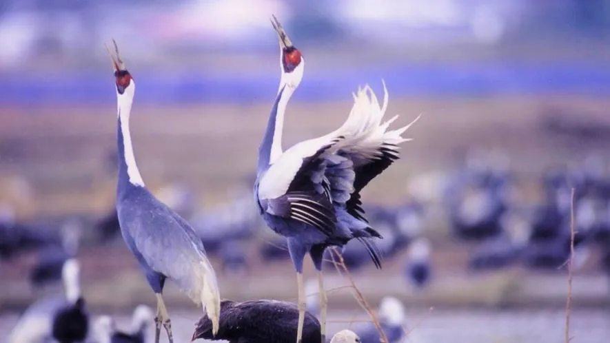 Yunoko Umi To Yuyake