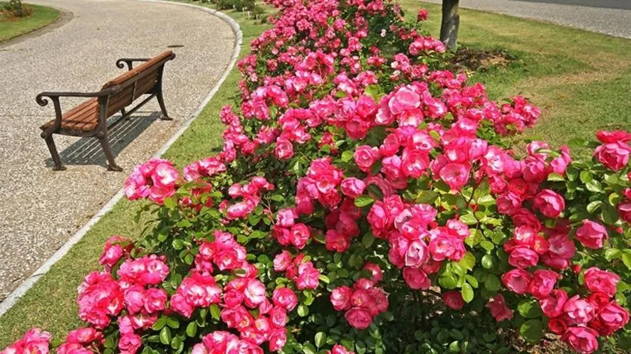 Yunoko Umi To Yuyake