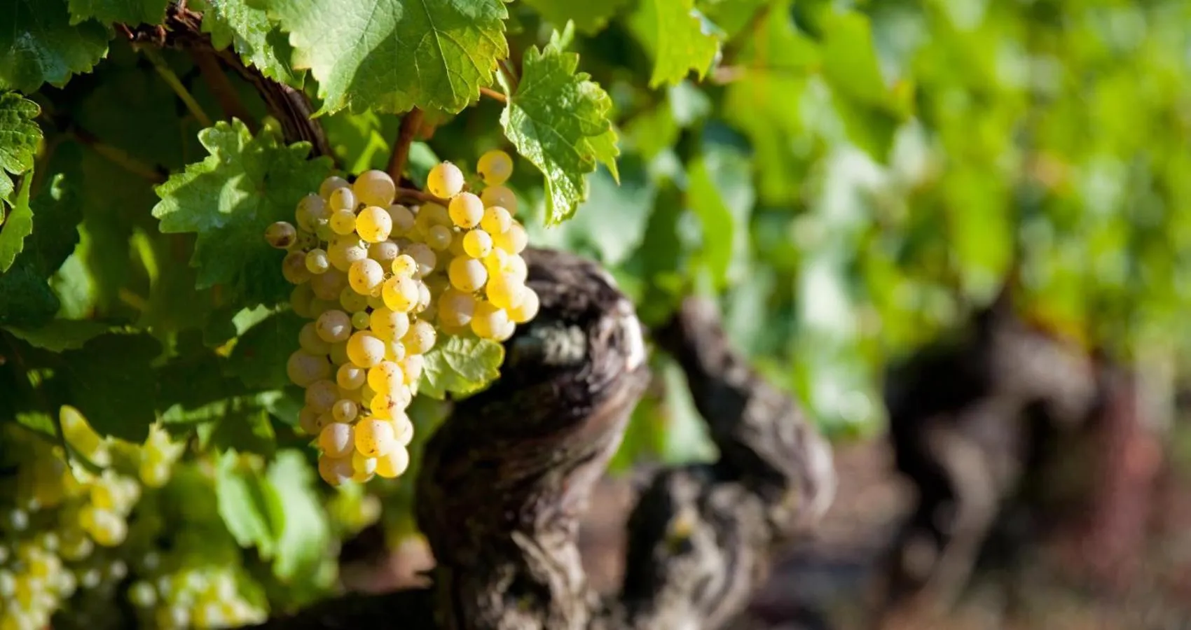 Activities in Logis Hôtel du Château