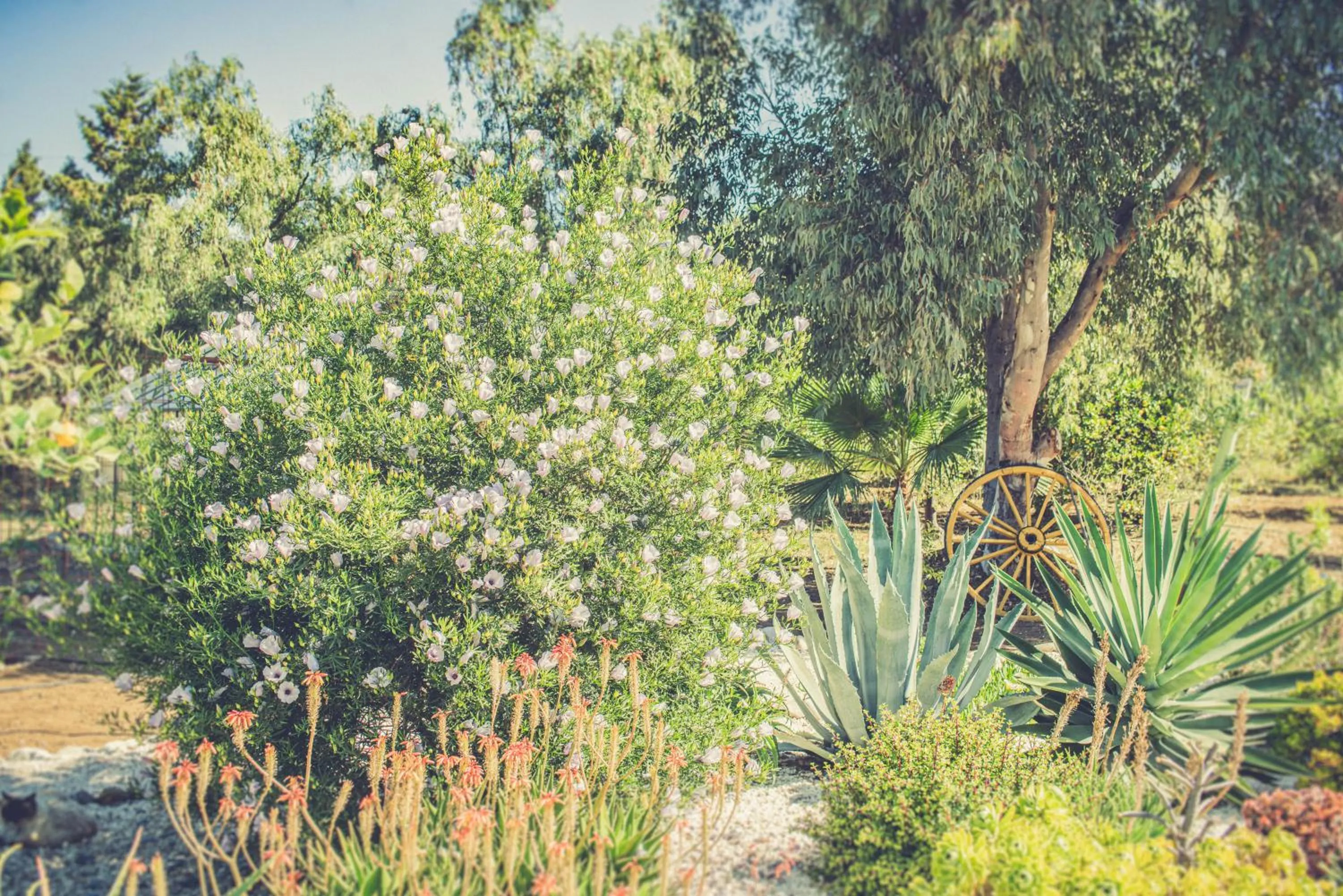 Garden in Finca El Limonar