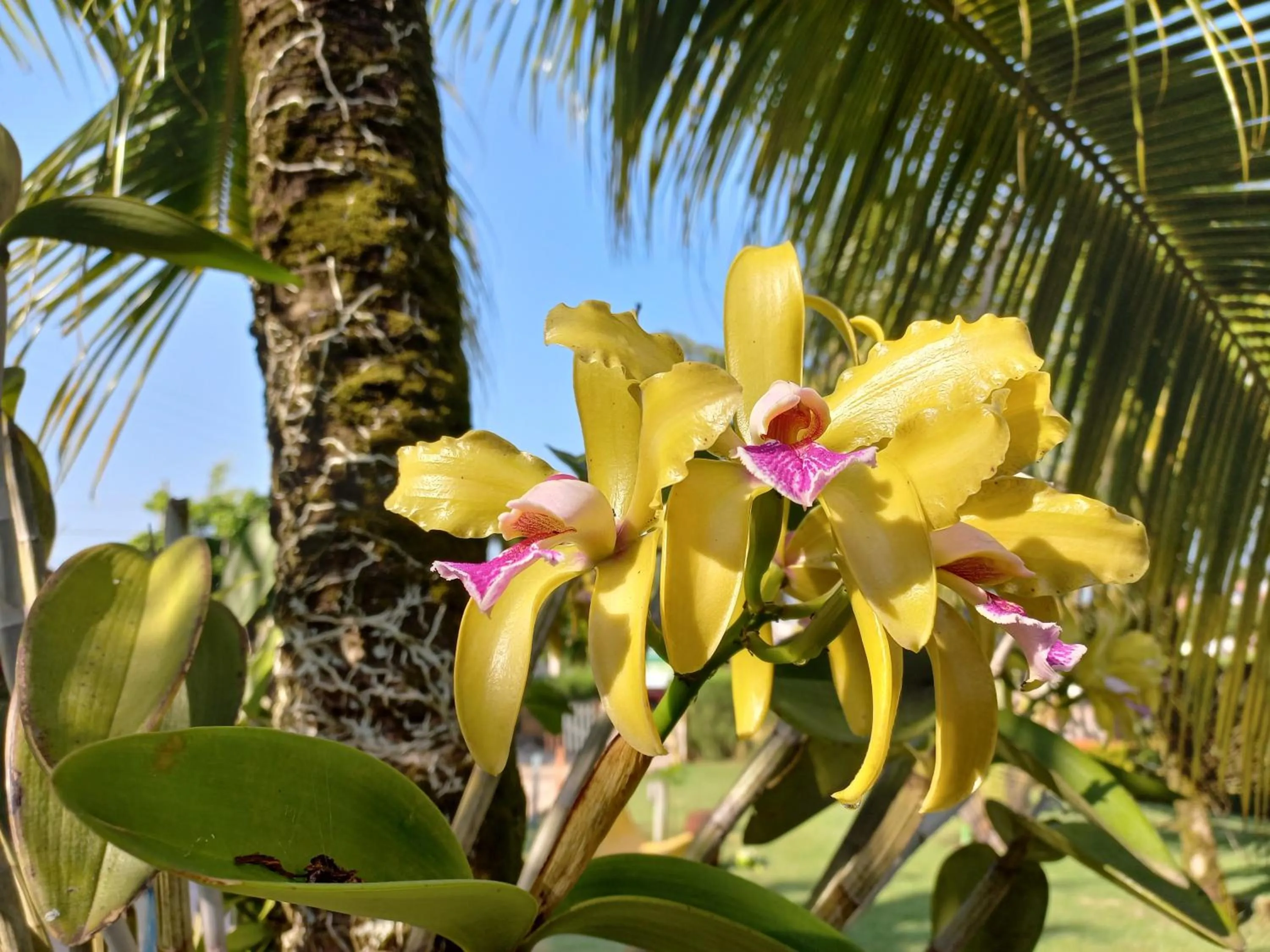 Garden in Hotel Enseada Maracajaú