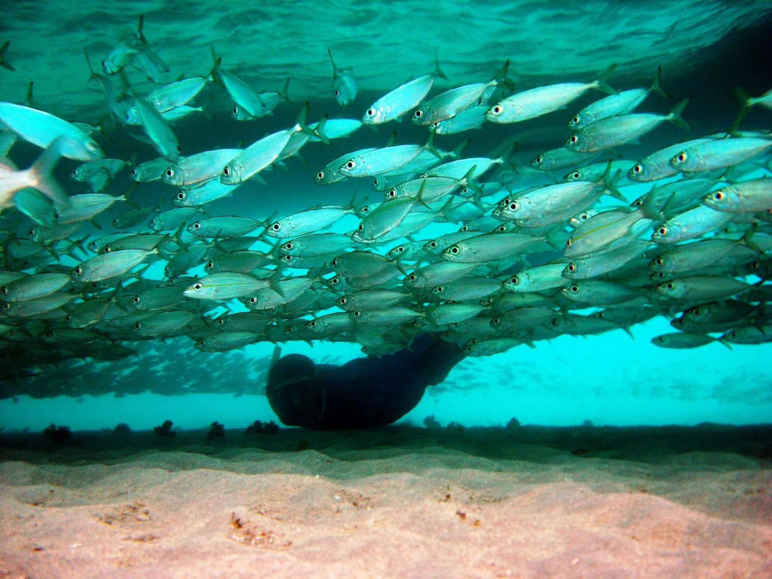 Diving in Hotel Enseada Maracajaú