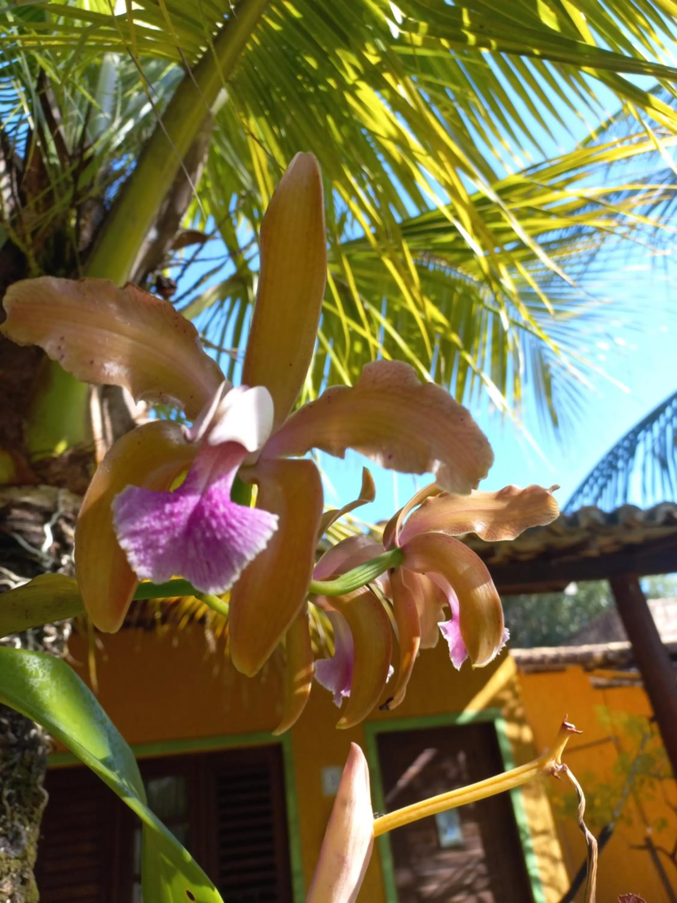 Garden in Hotel Enseada Maracajaú