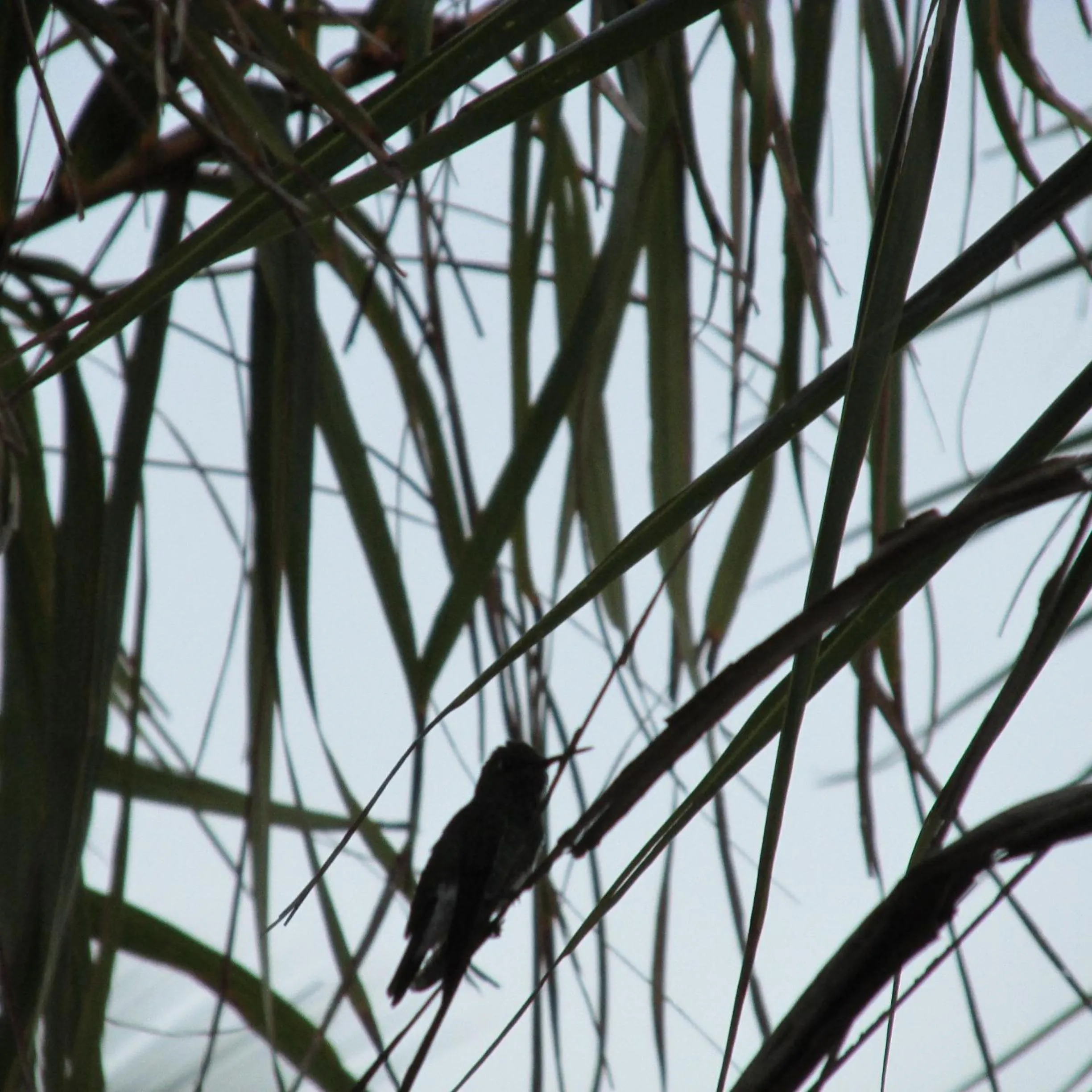 Garden in Hotel Enseada Maracajaú