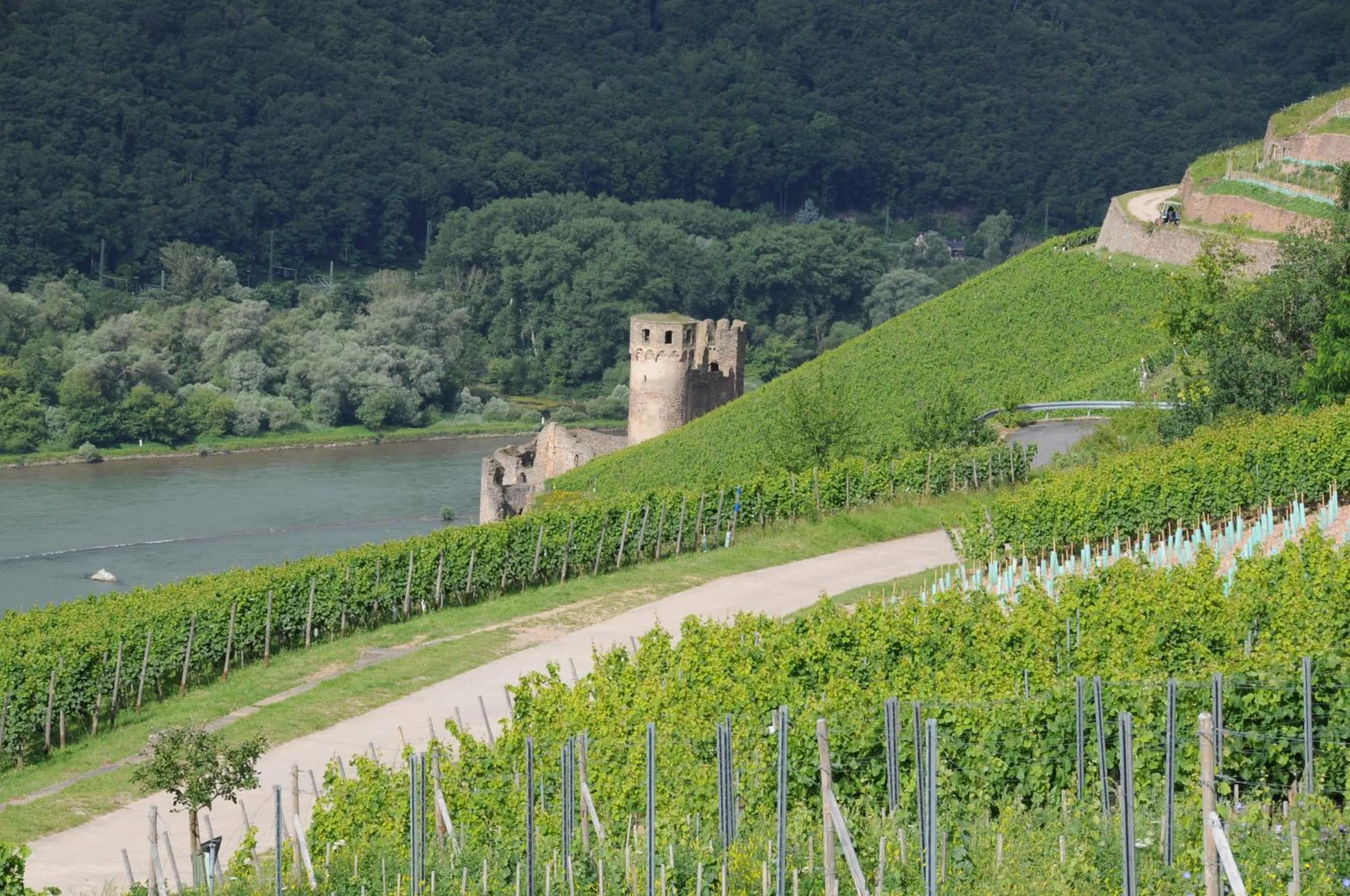 Natural landscape in Hotel Krone Rüdesheim