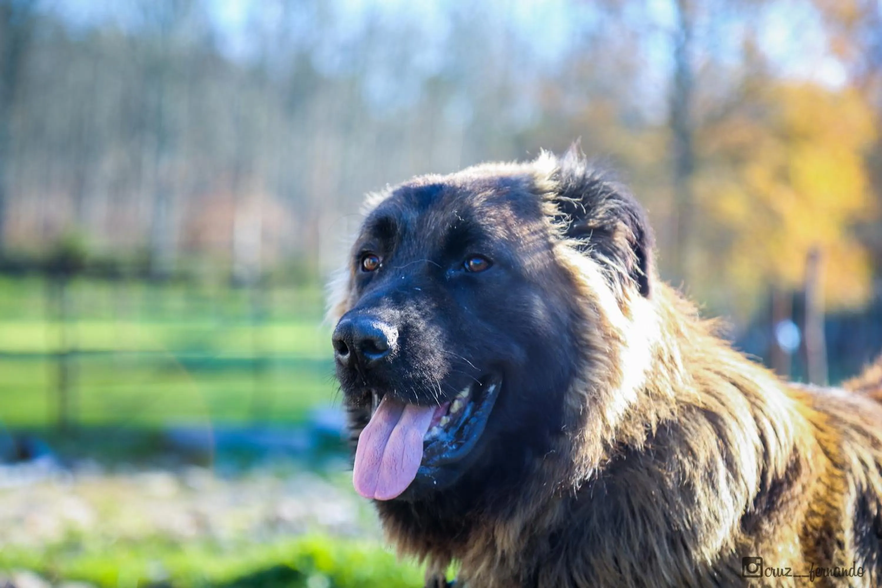 Pets in Hotel Pantanha Nature & Fitness