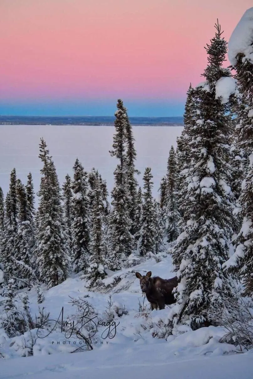 Lake Louise Lodge, Alaska