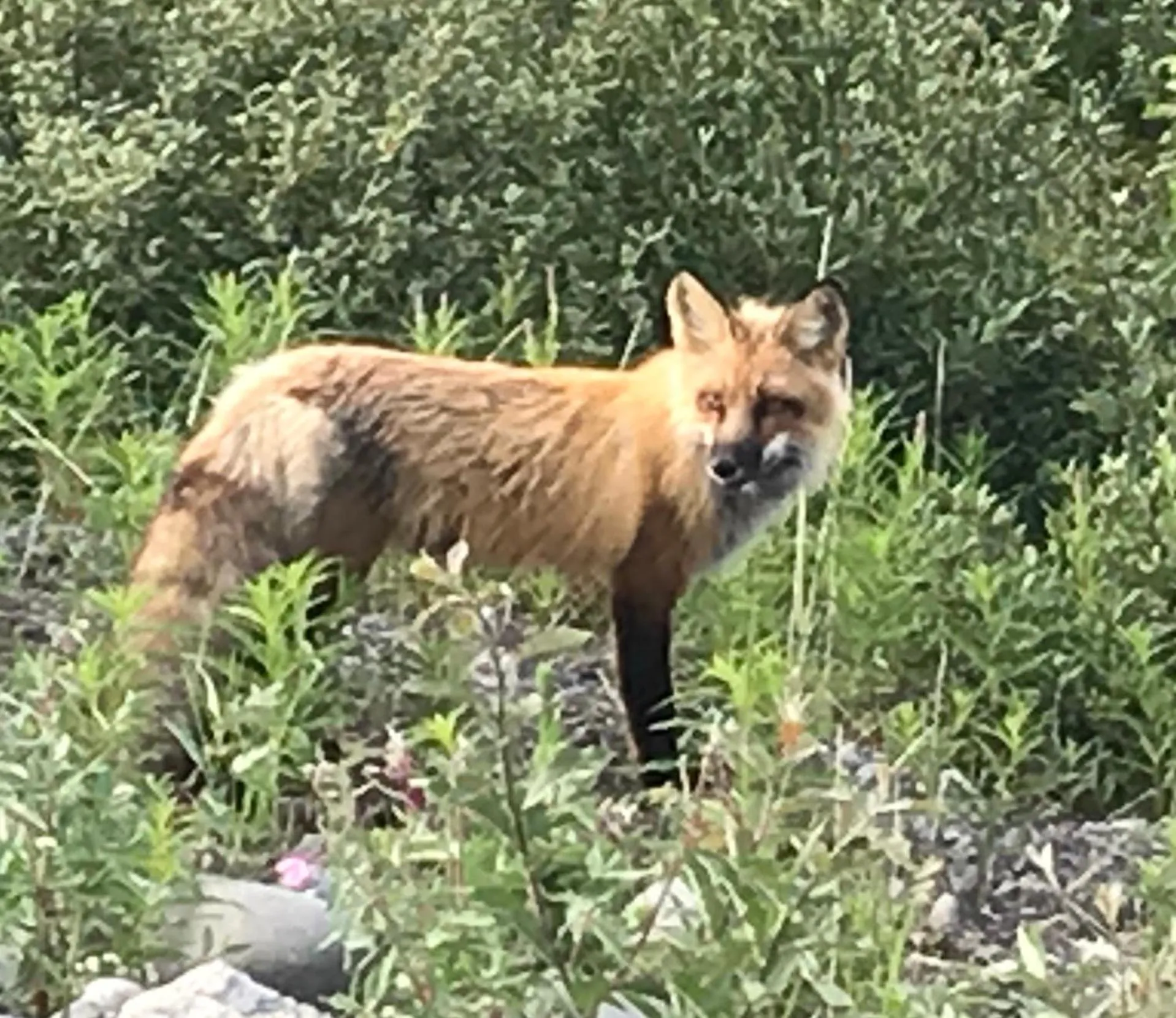 Animals in Lake Louise Lodge, Alaska