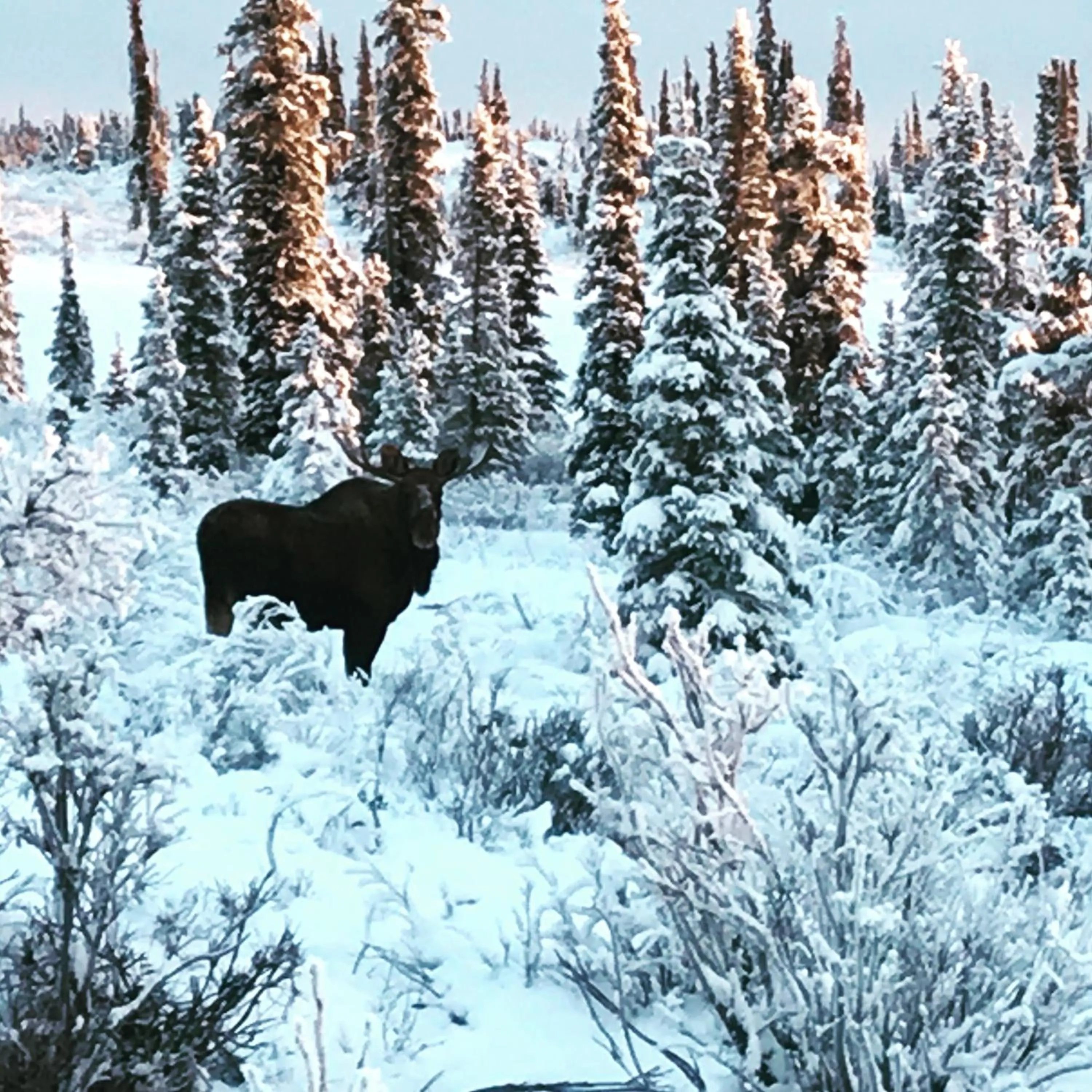 Winter in Lake Louise Lodge, Alaska