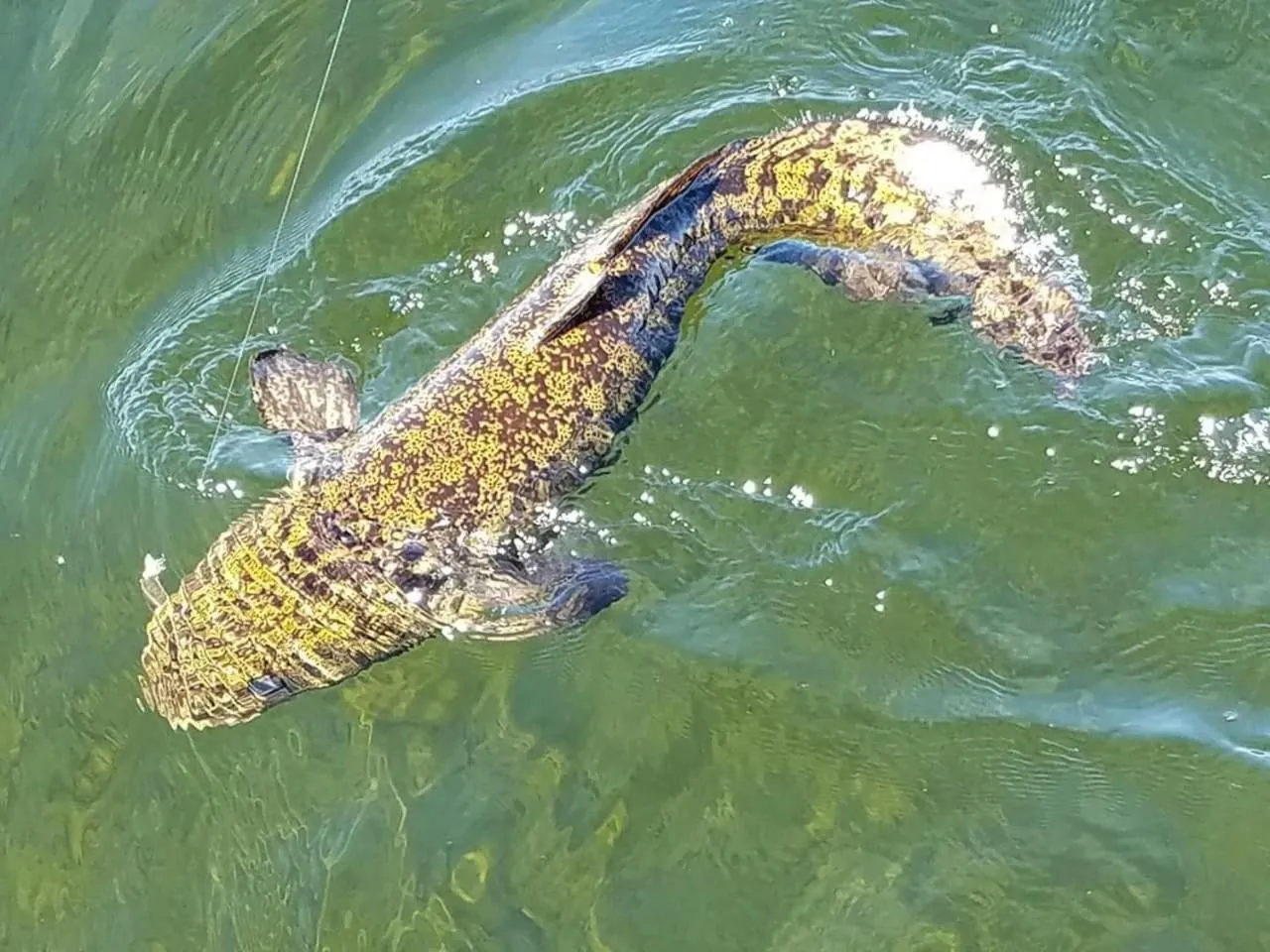 Summer in Lake Louise Lodge, Alaska