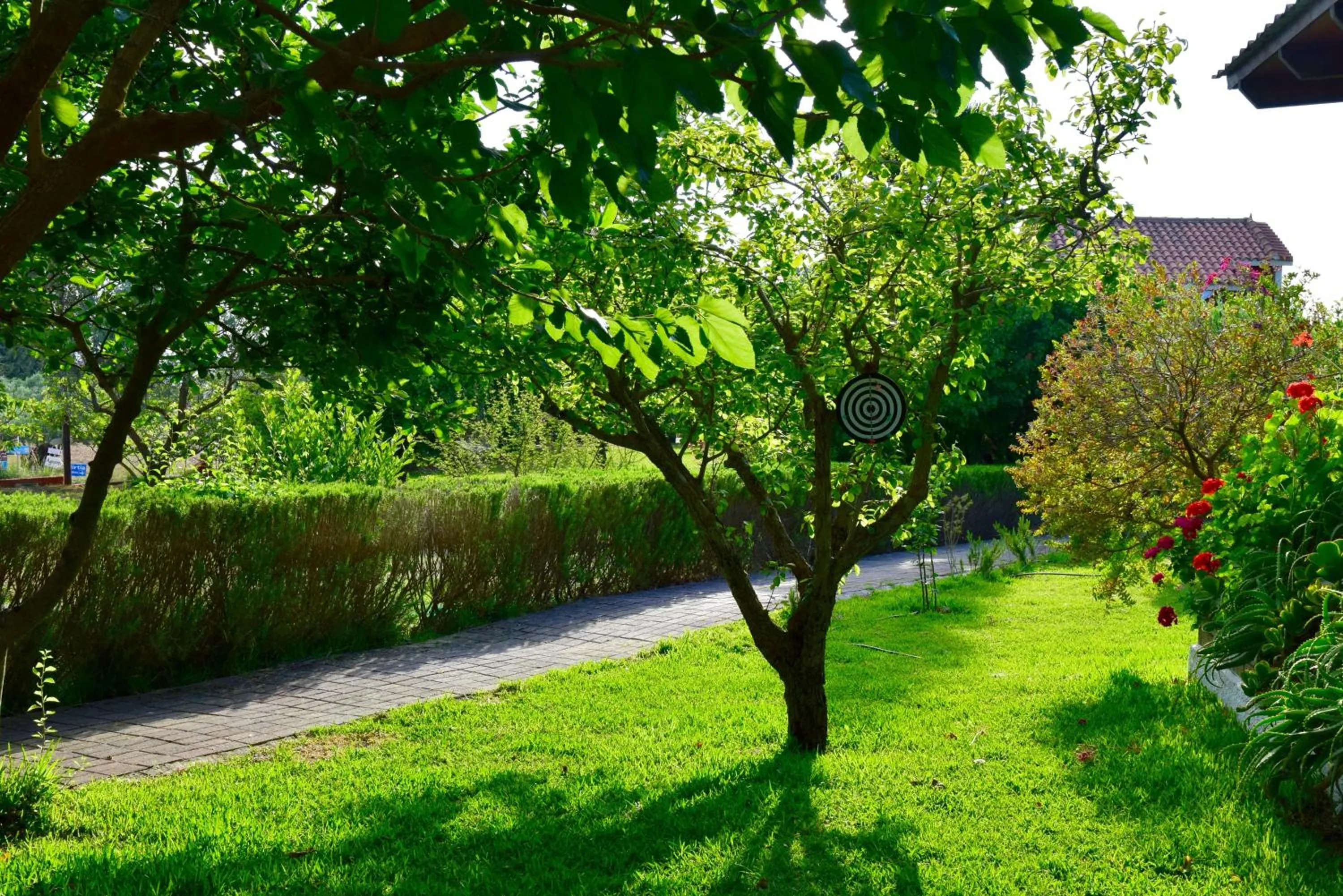 Garden in Dendrolivano